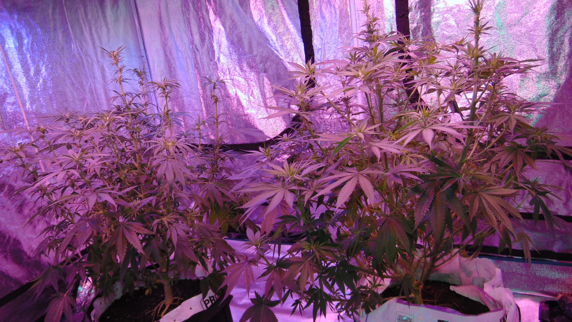 9 Weeks Defoliate 007