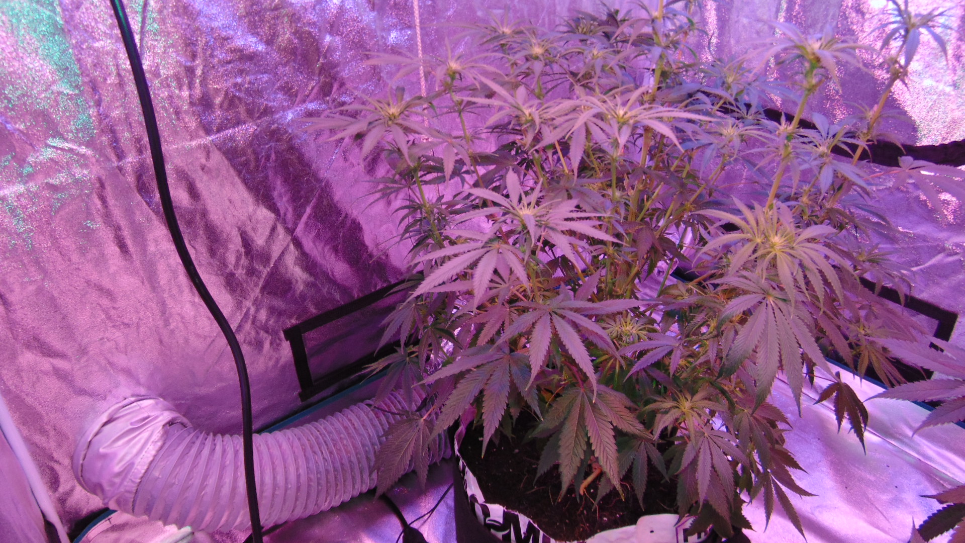 9 Weeks Defoliate 008