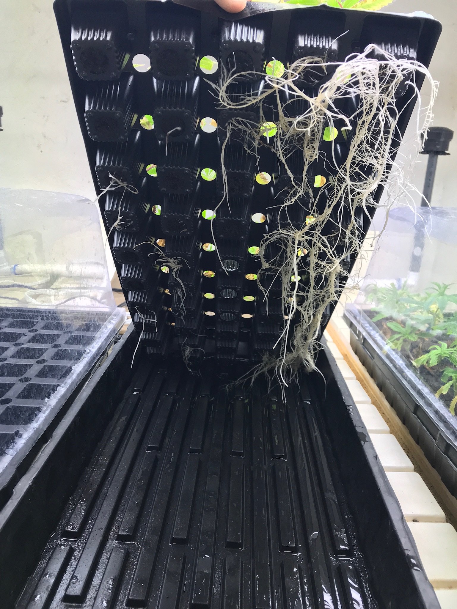 Accelerate root growth with HGS