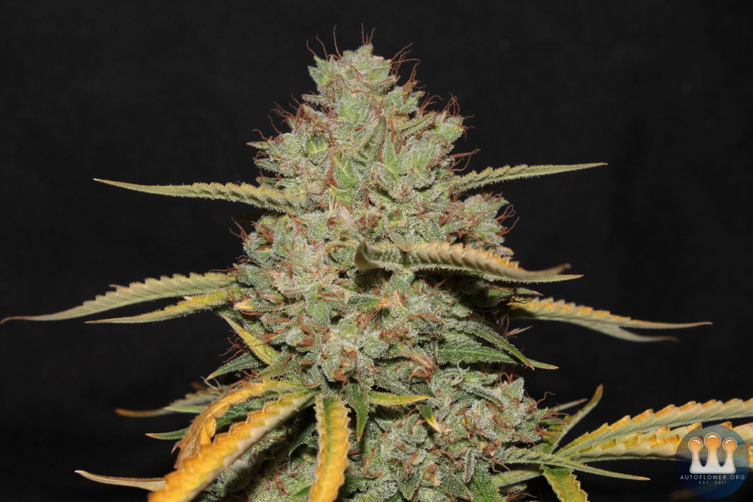 acid kush1 97 days bud close2.JPG