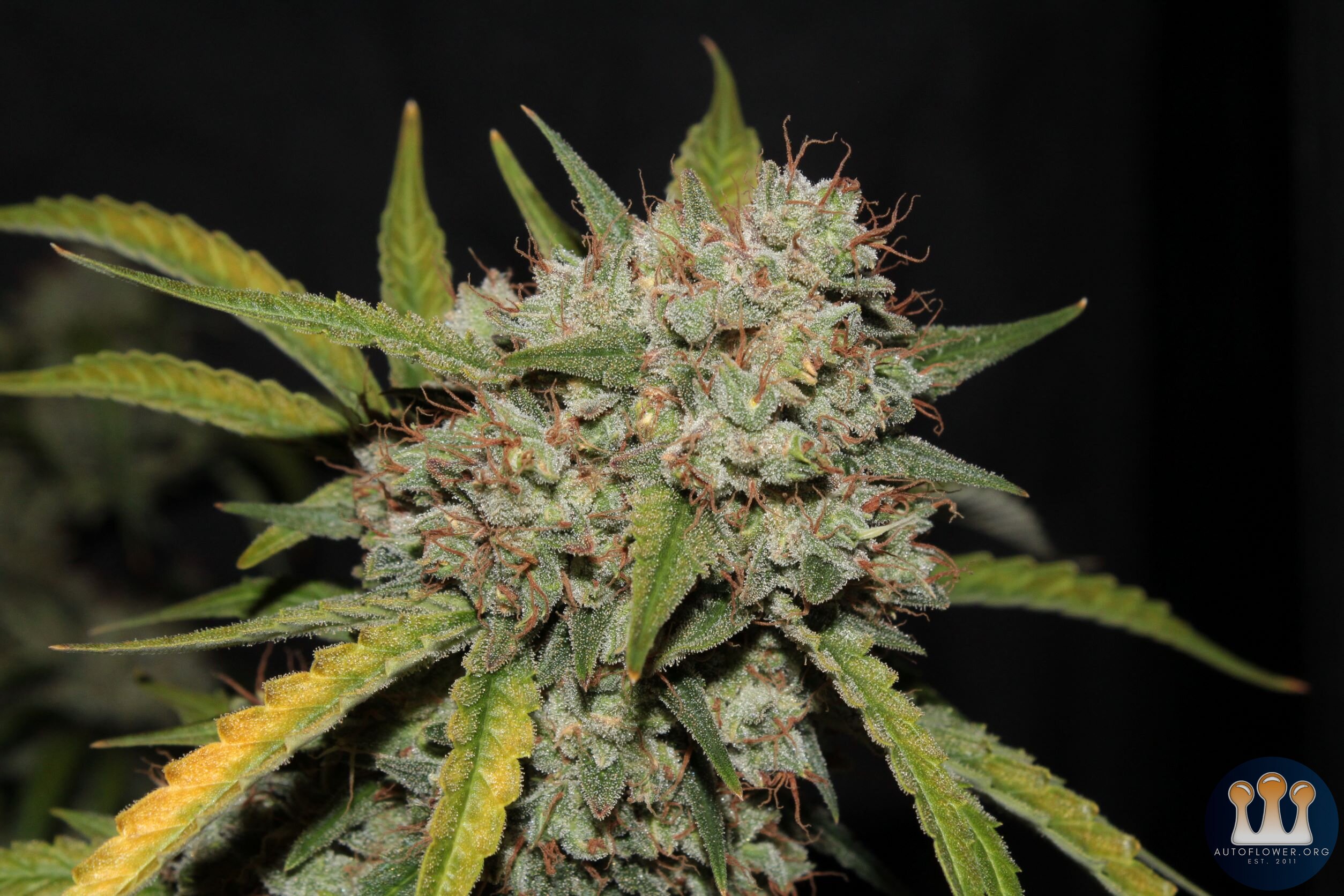 acid kush1 97 days bud close3.JPG