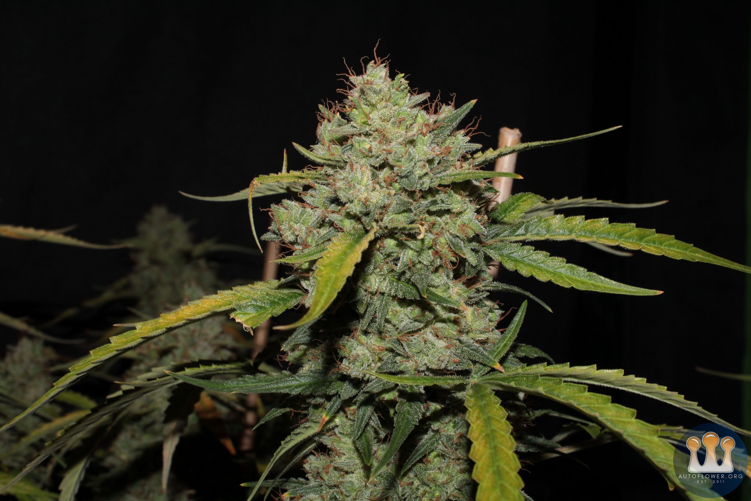 acid kush1 97 days bud close4.JPG