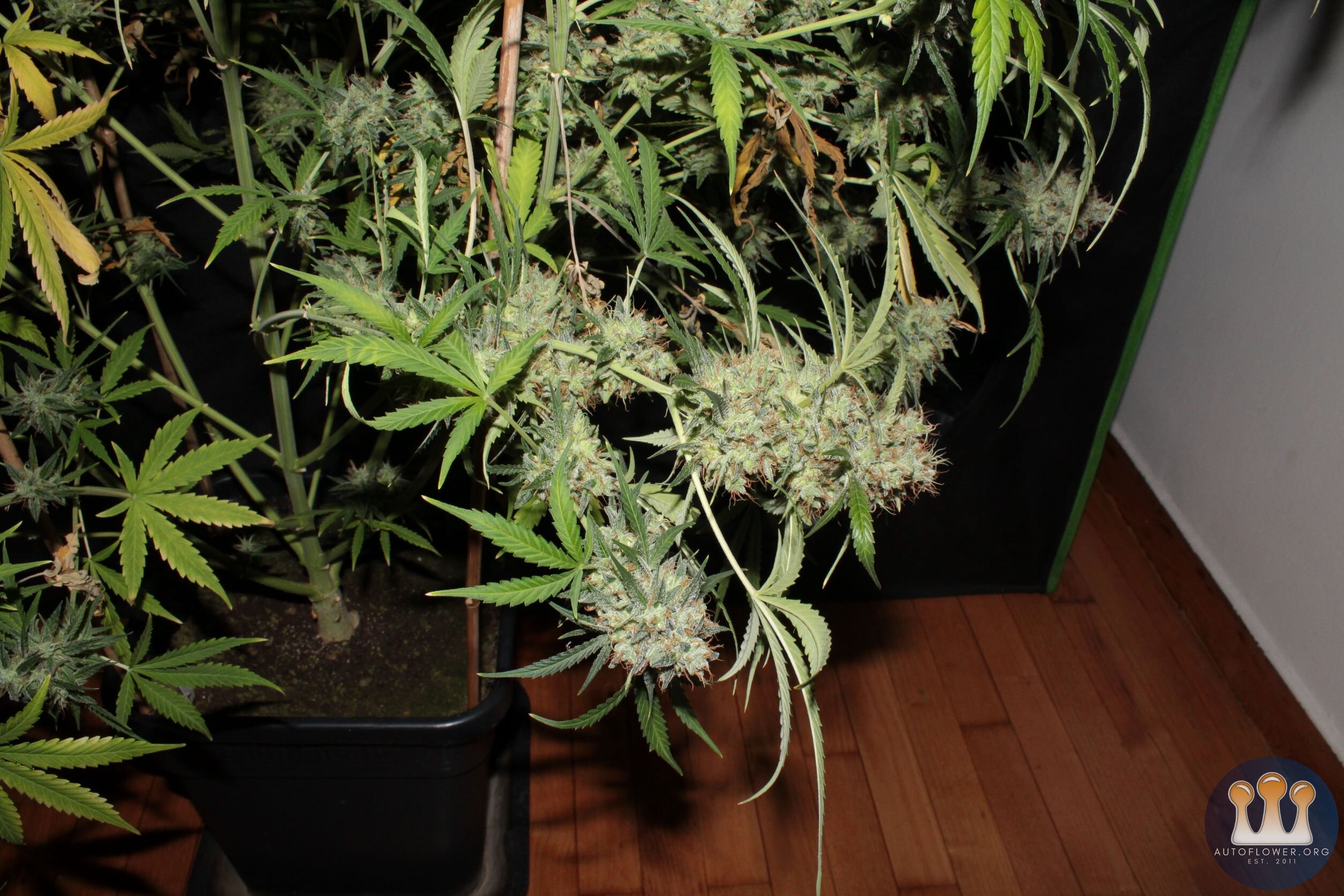 acid kush1 97 days lower branches.JPG