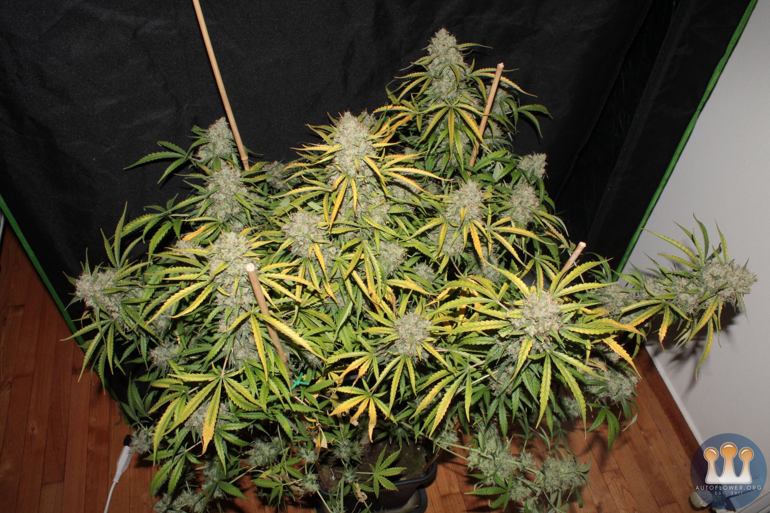 acid kush1 97 days topview.JPG