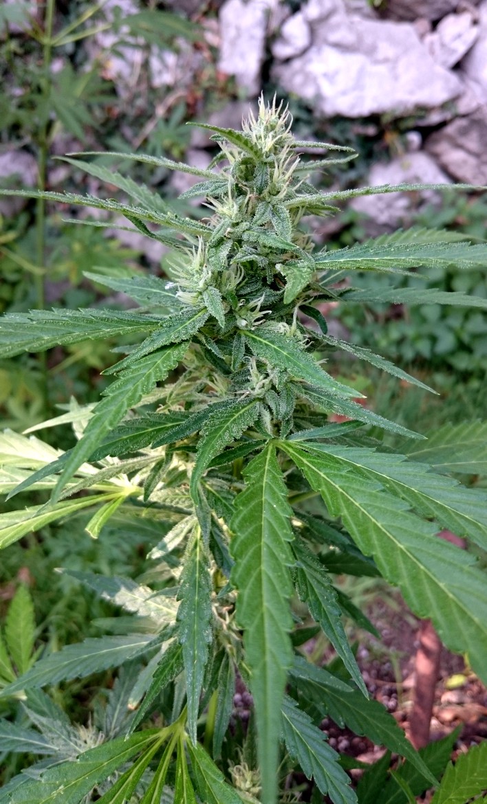 AF Bud Frost 16jul Lbh