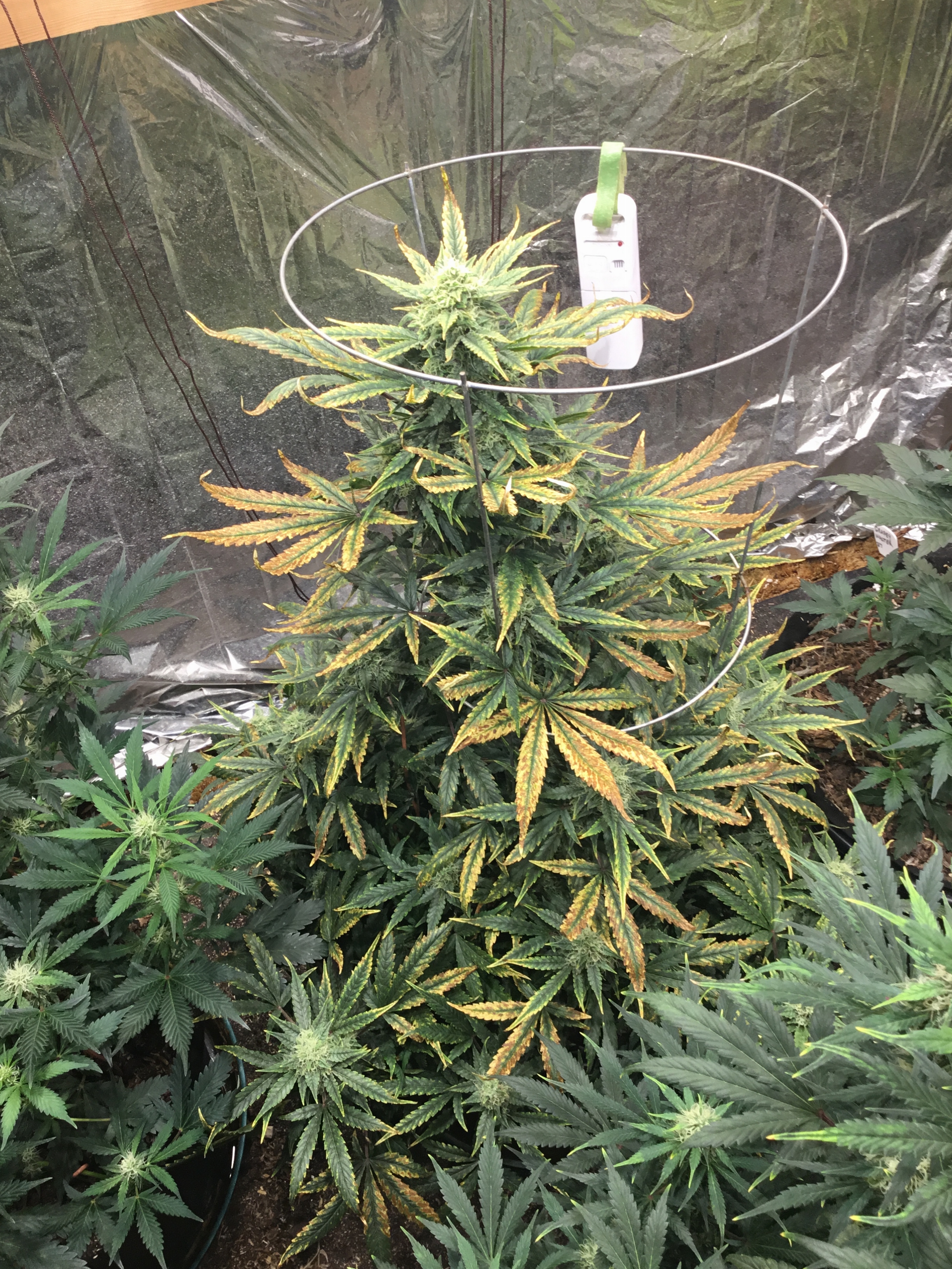 Auto Livers 62 days