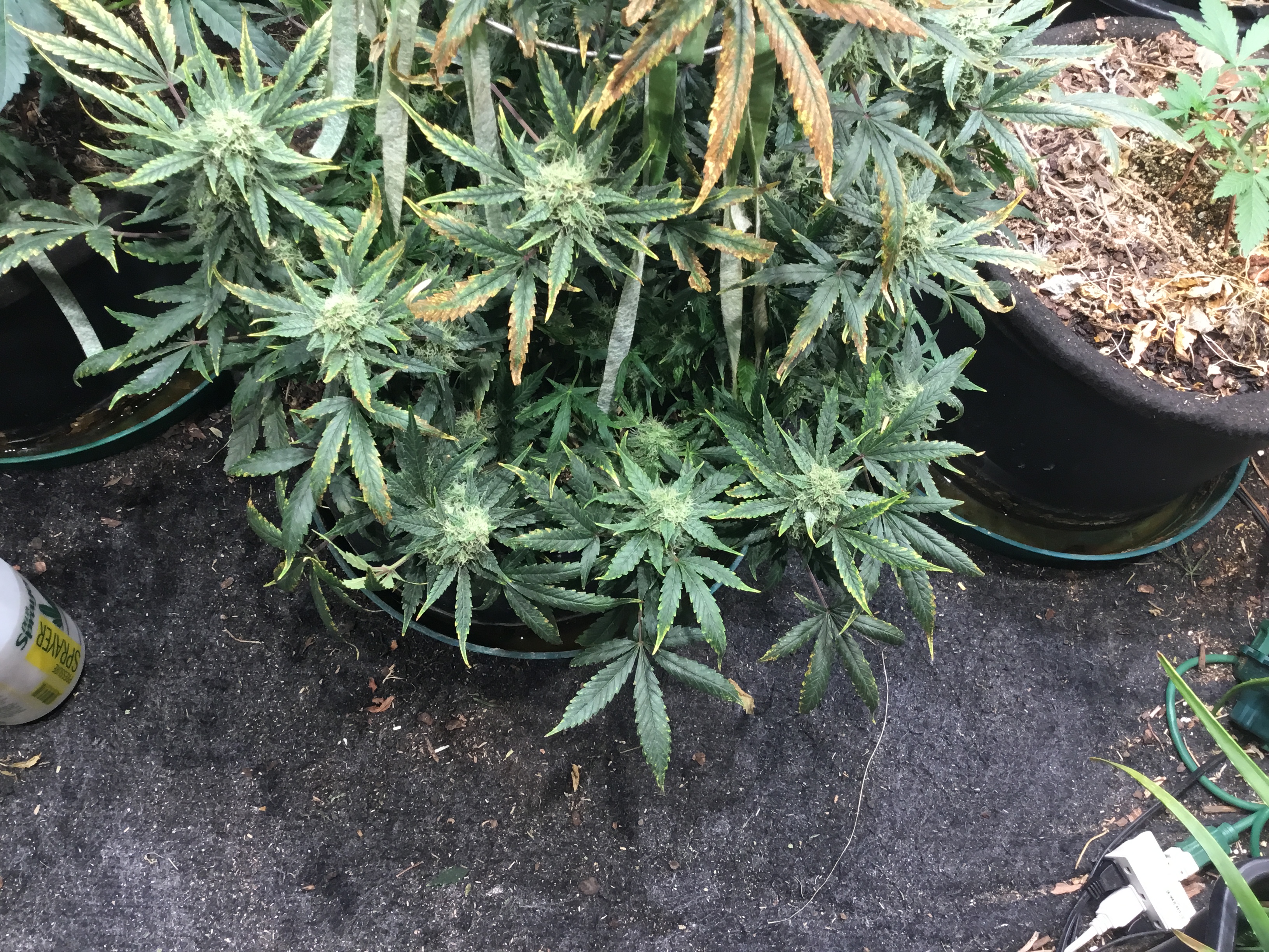 Auto Livers 64 days