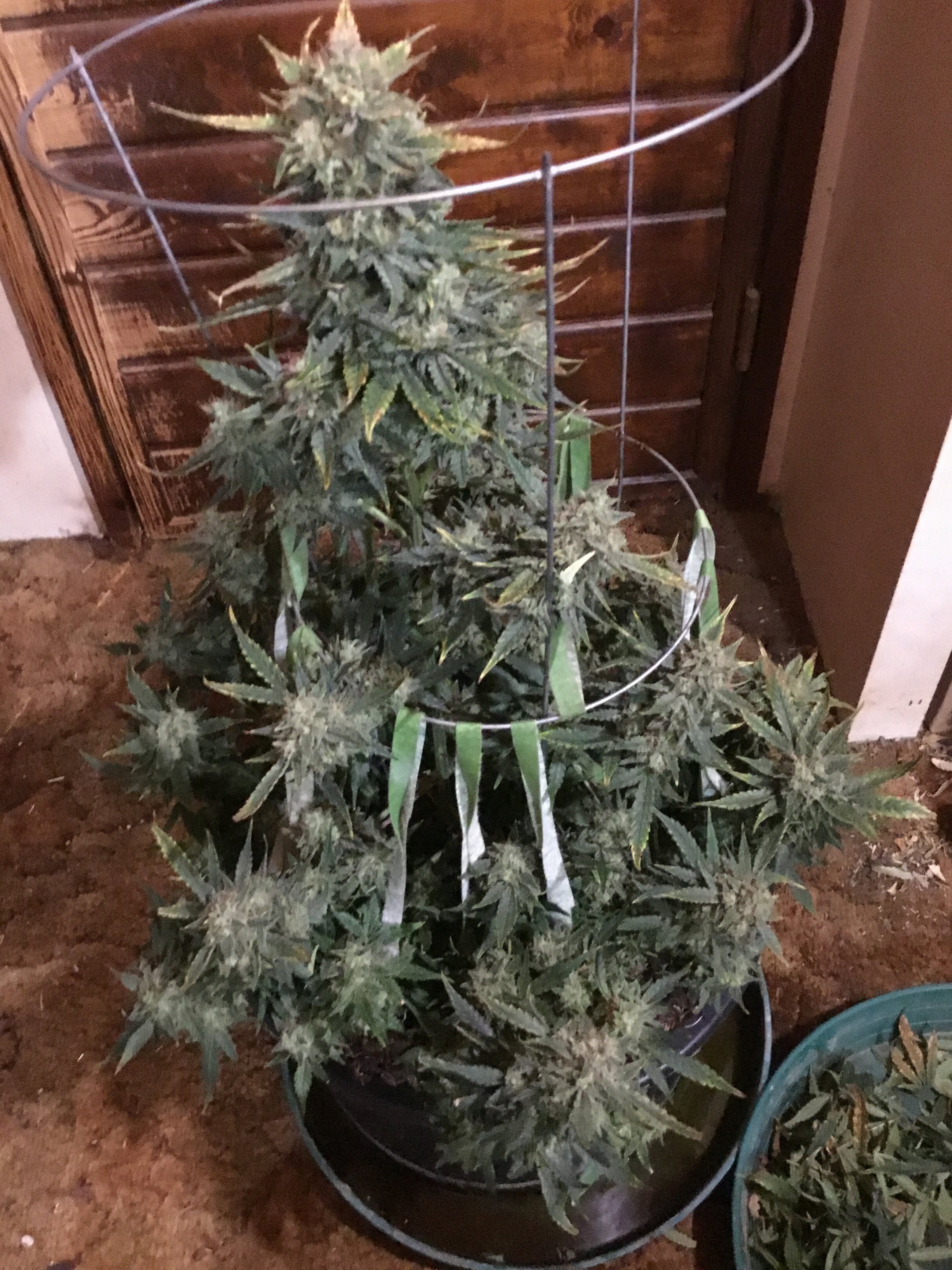 Auto Livers 74 days Frosty