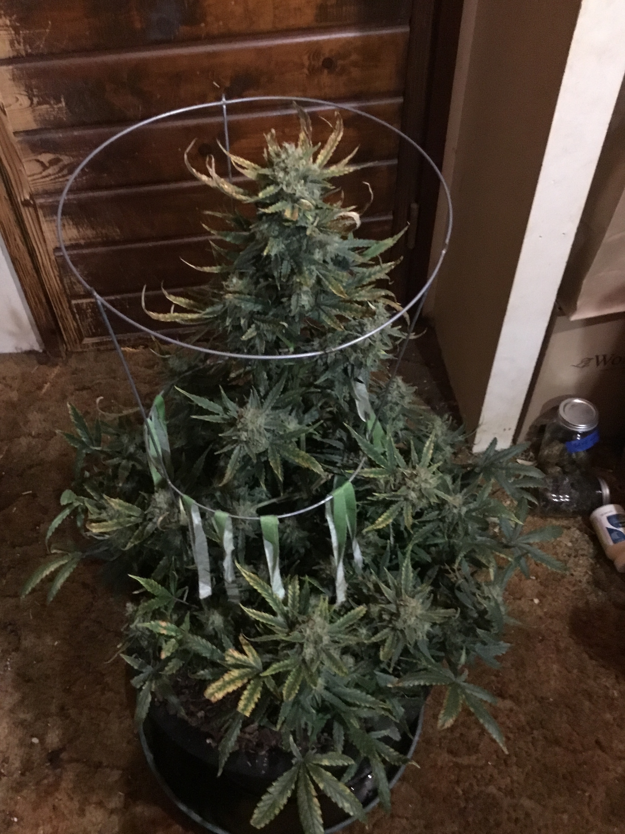 Auto Livers 74 days