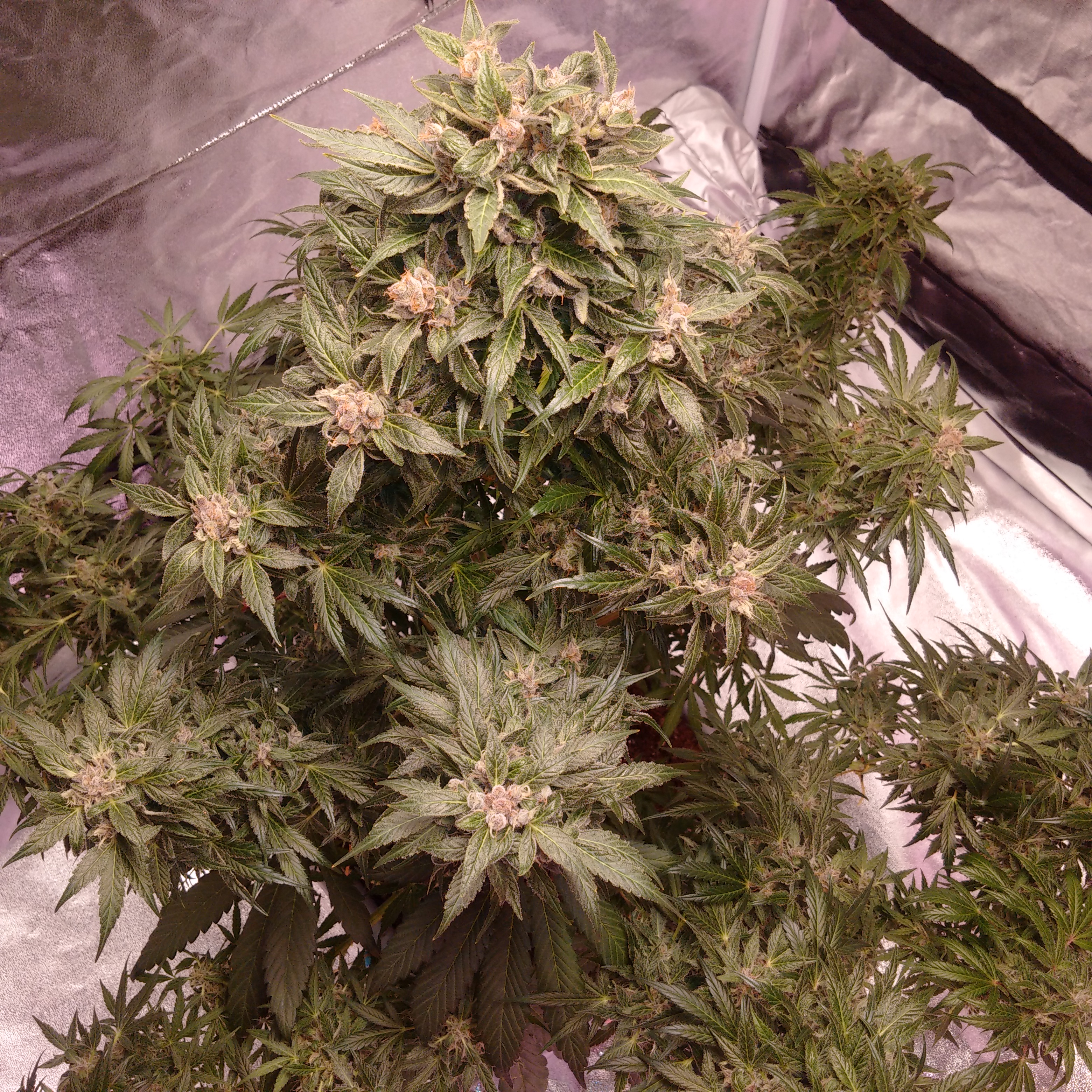 auto purple amnesia 11 weeks