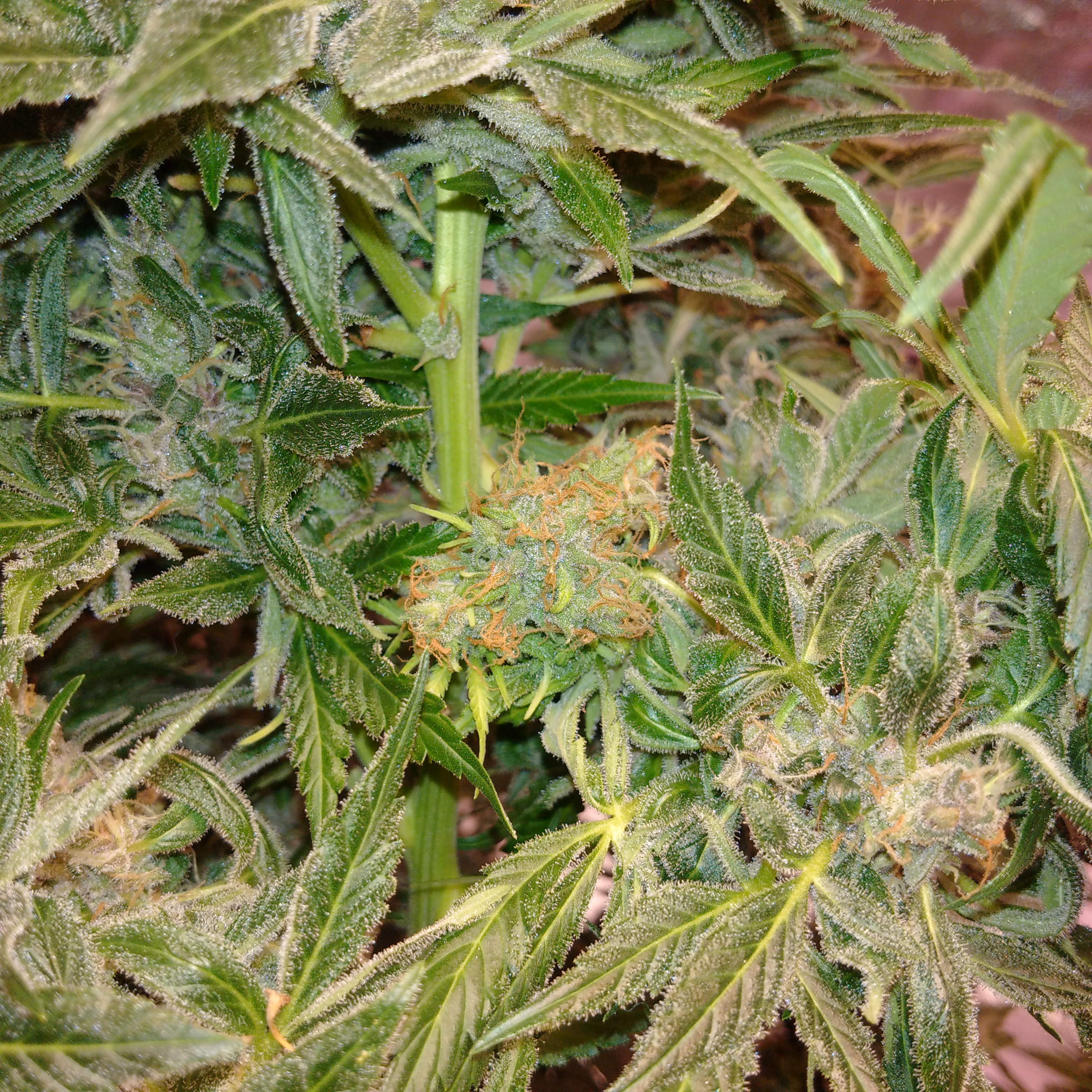 auto purple amnesia 11 weeks