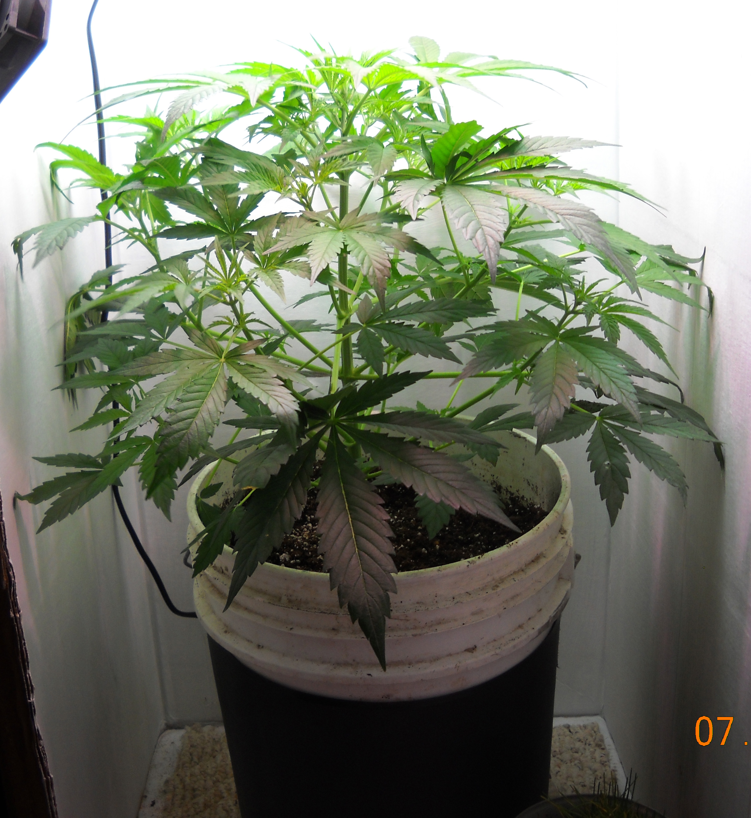 Auto Speed Bud Day 40