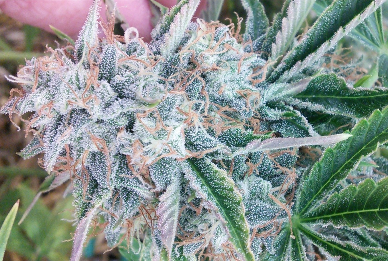 AvT special 1 week from harvest