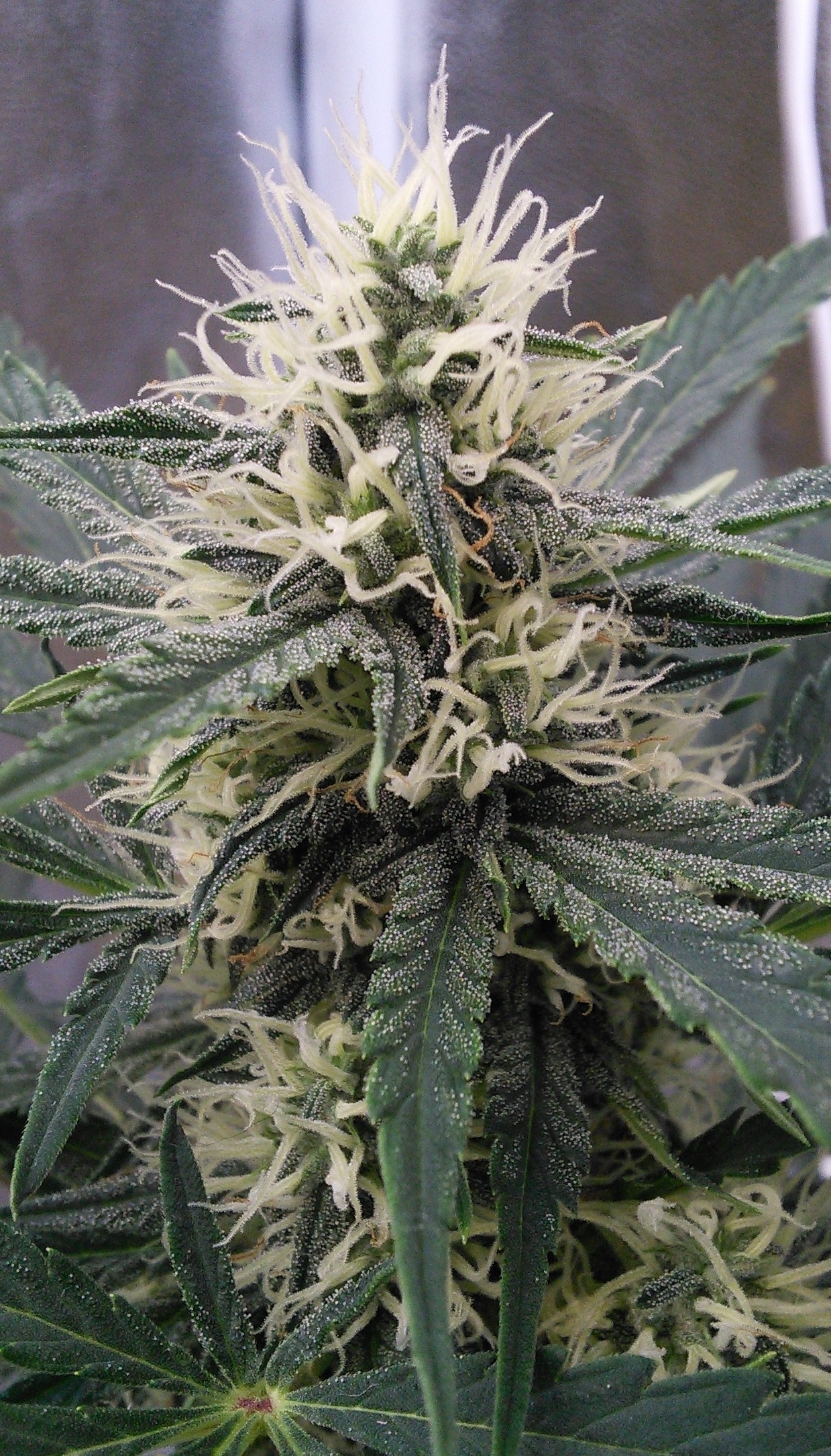 AvT special pheno cola DAY 43