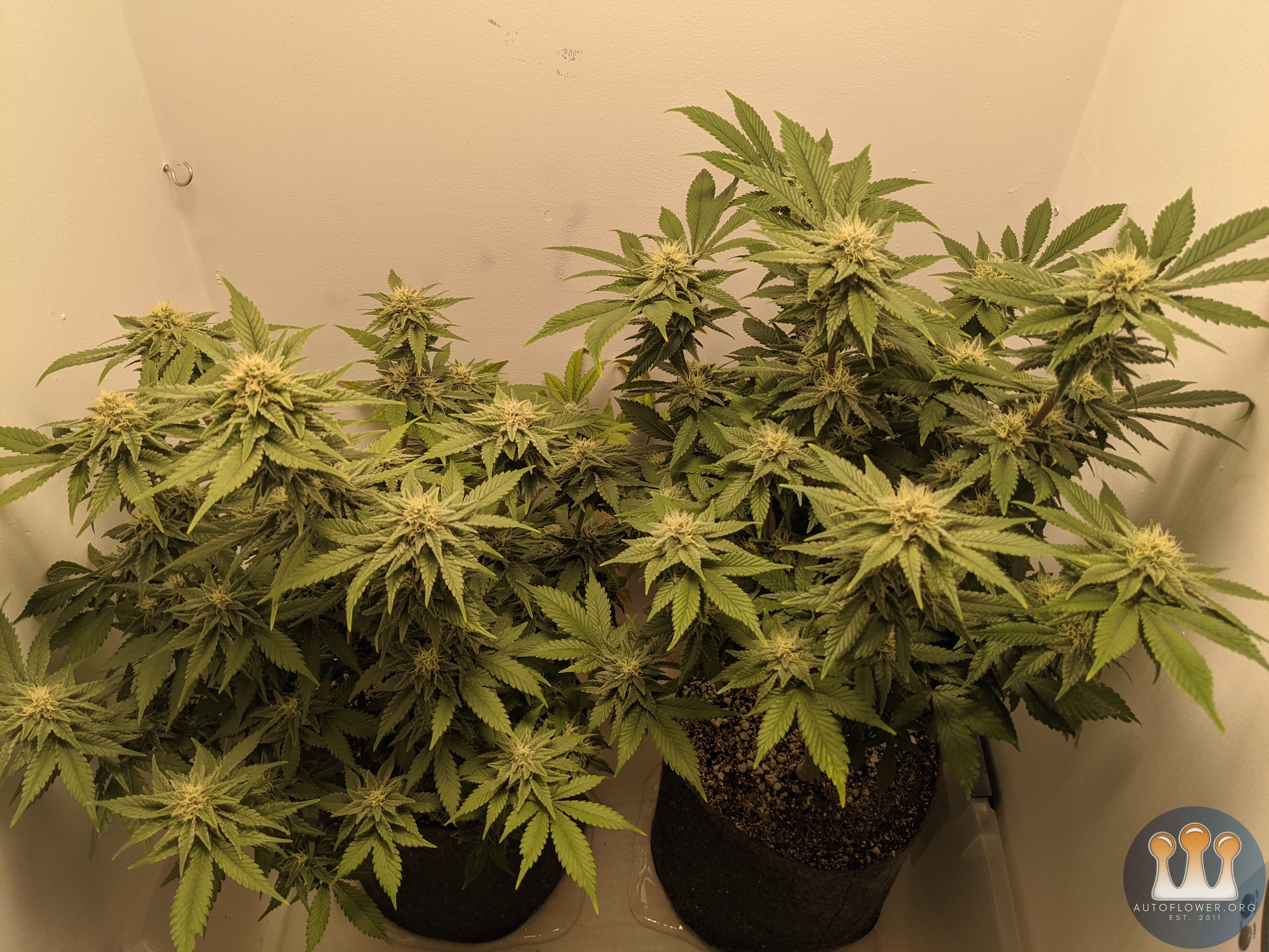 B.O.G. LifeStar - day 36 of flower