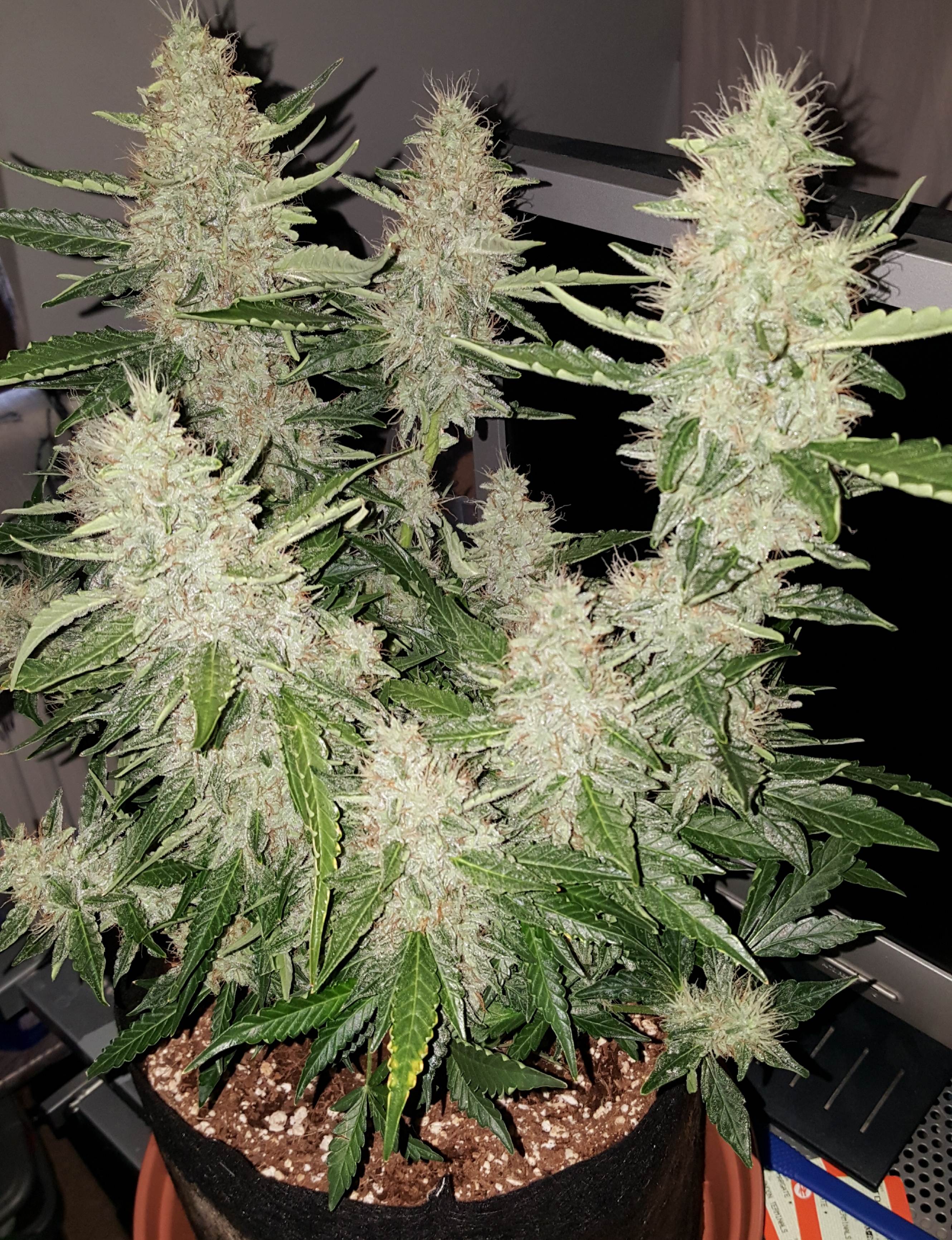 Bcn critical xxl auto