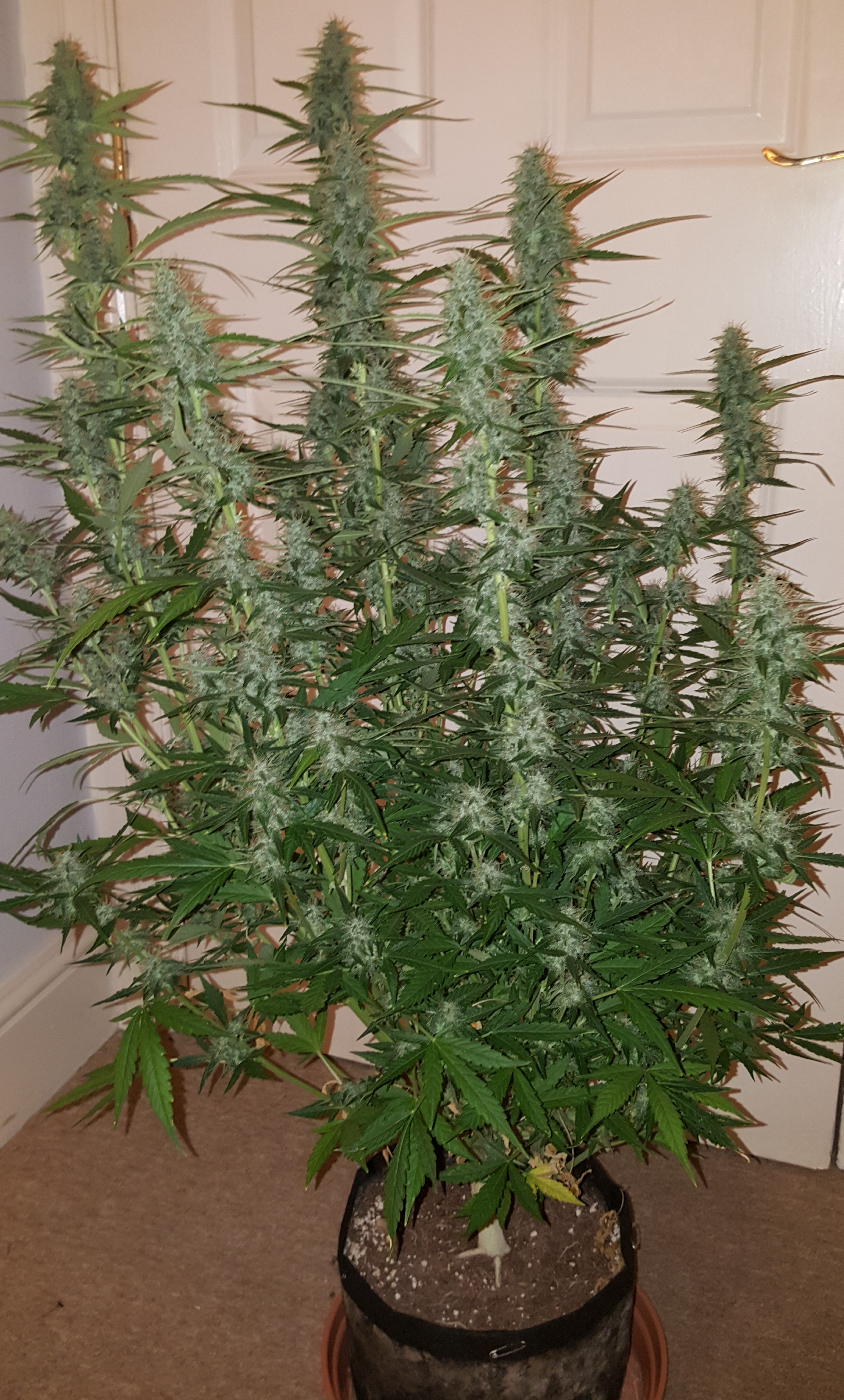 Bcn critical xxl auto