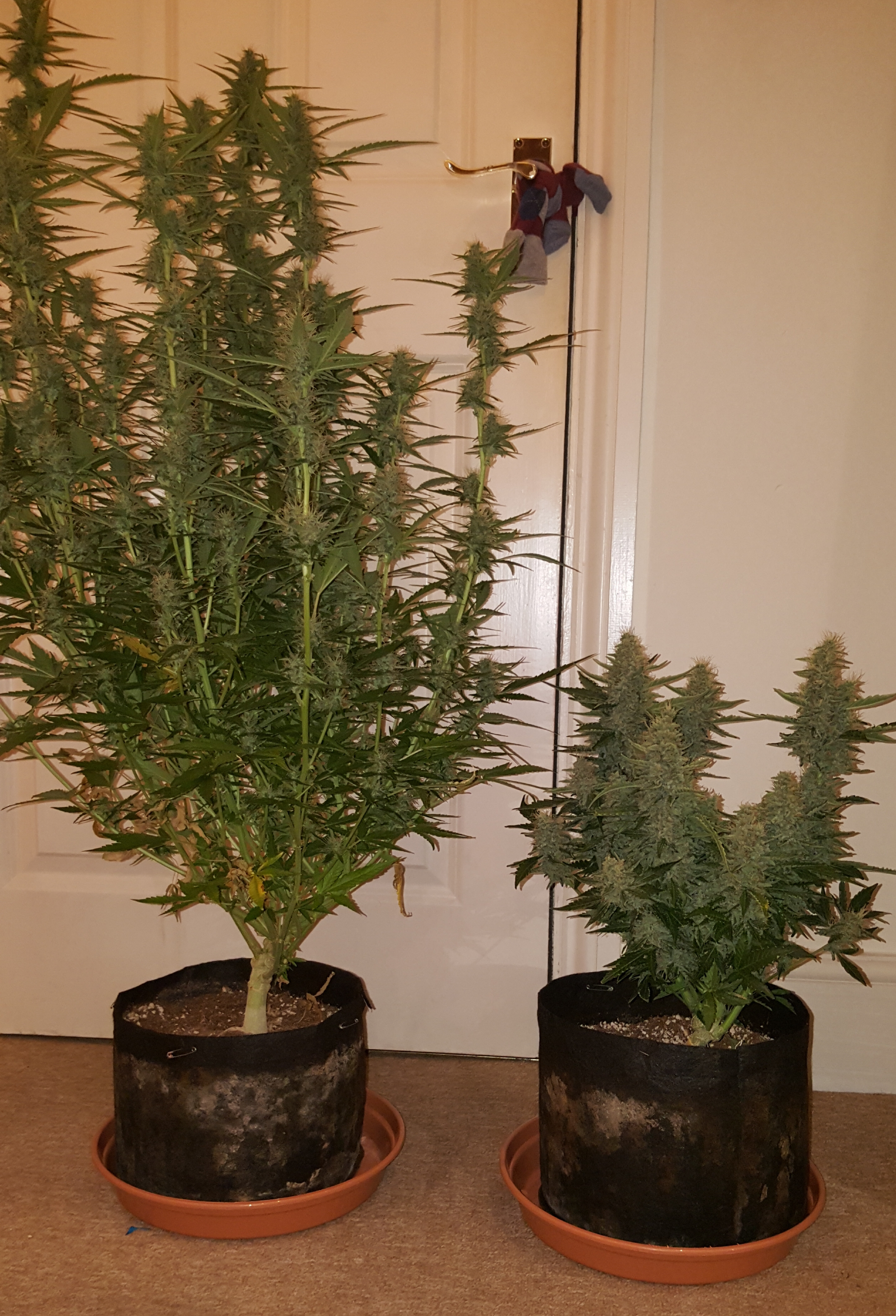 Bcn critical xxl autos