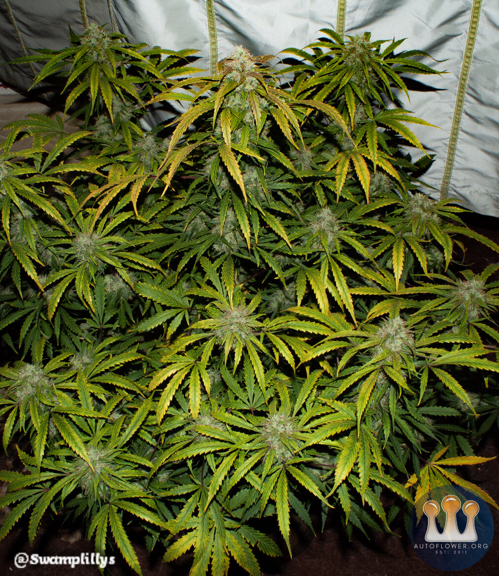 Bear White Man Bear Full Plant 1