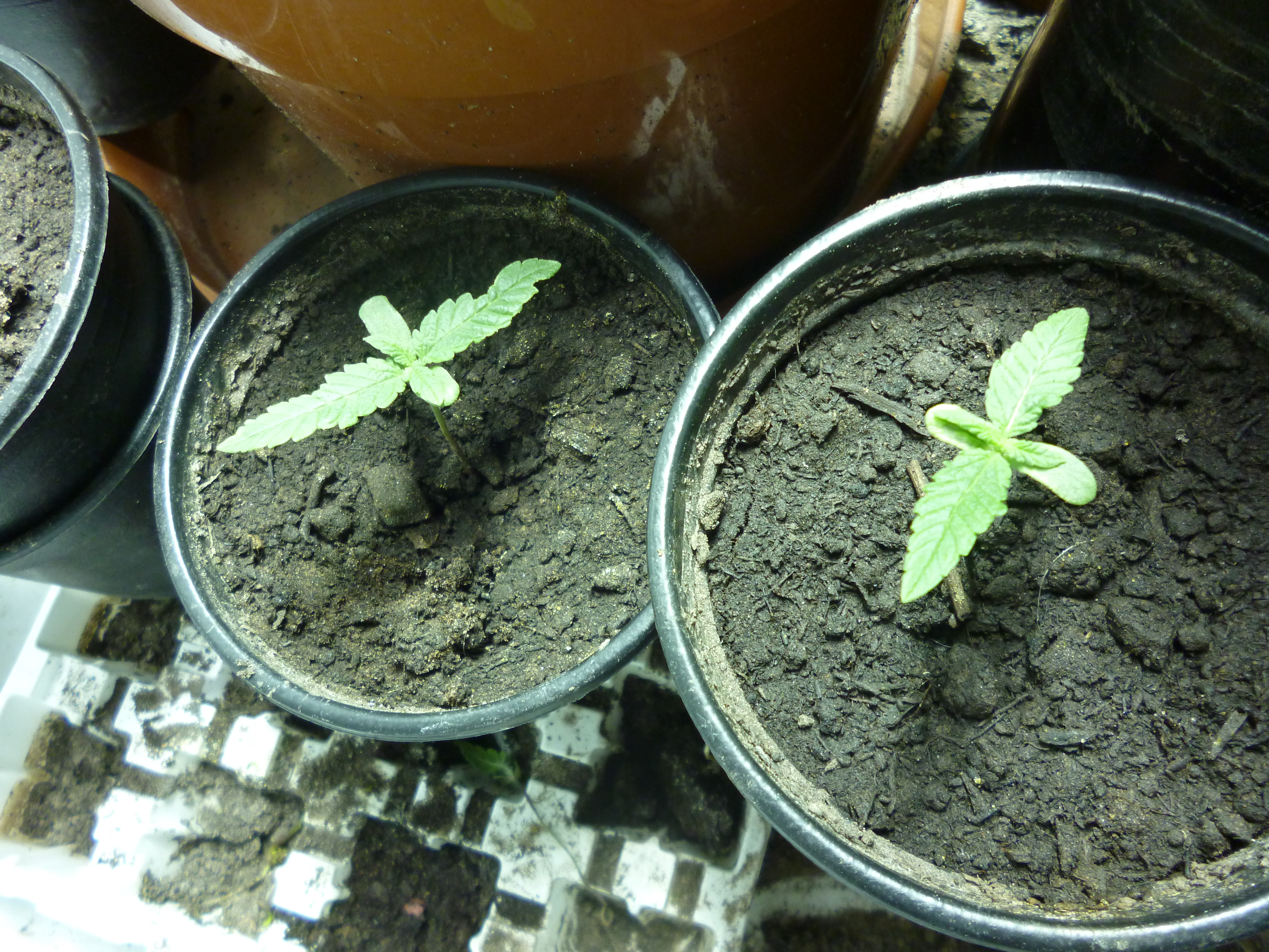 Black Dragon Seedlings