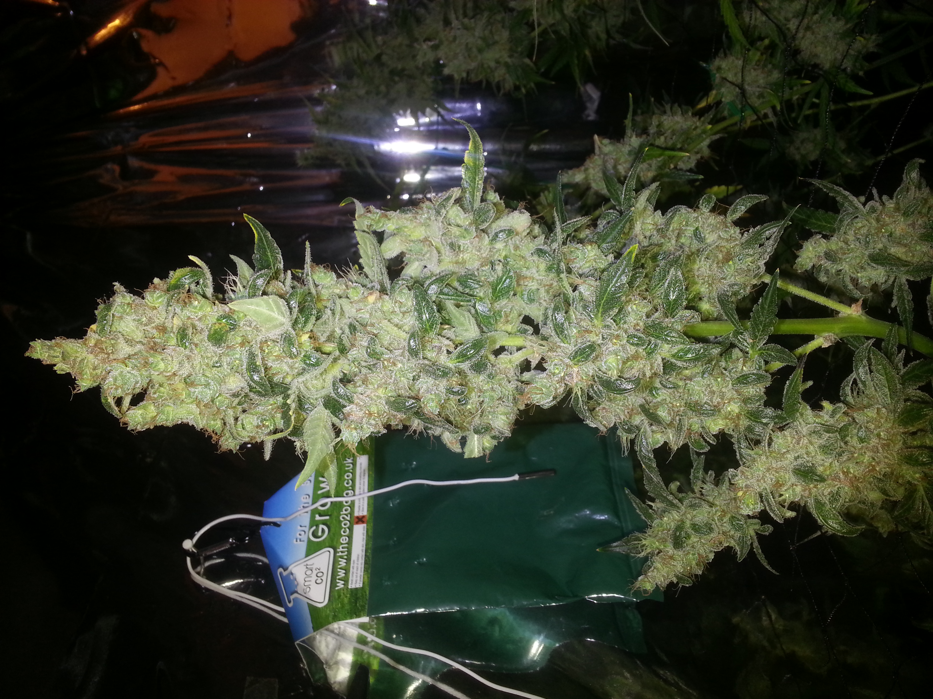 BlimBurnSeeds AUTO AK47 indoor grow