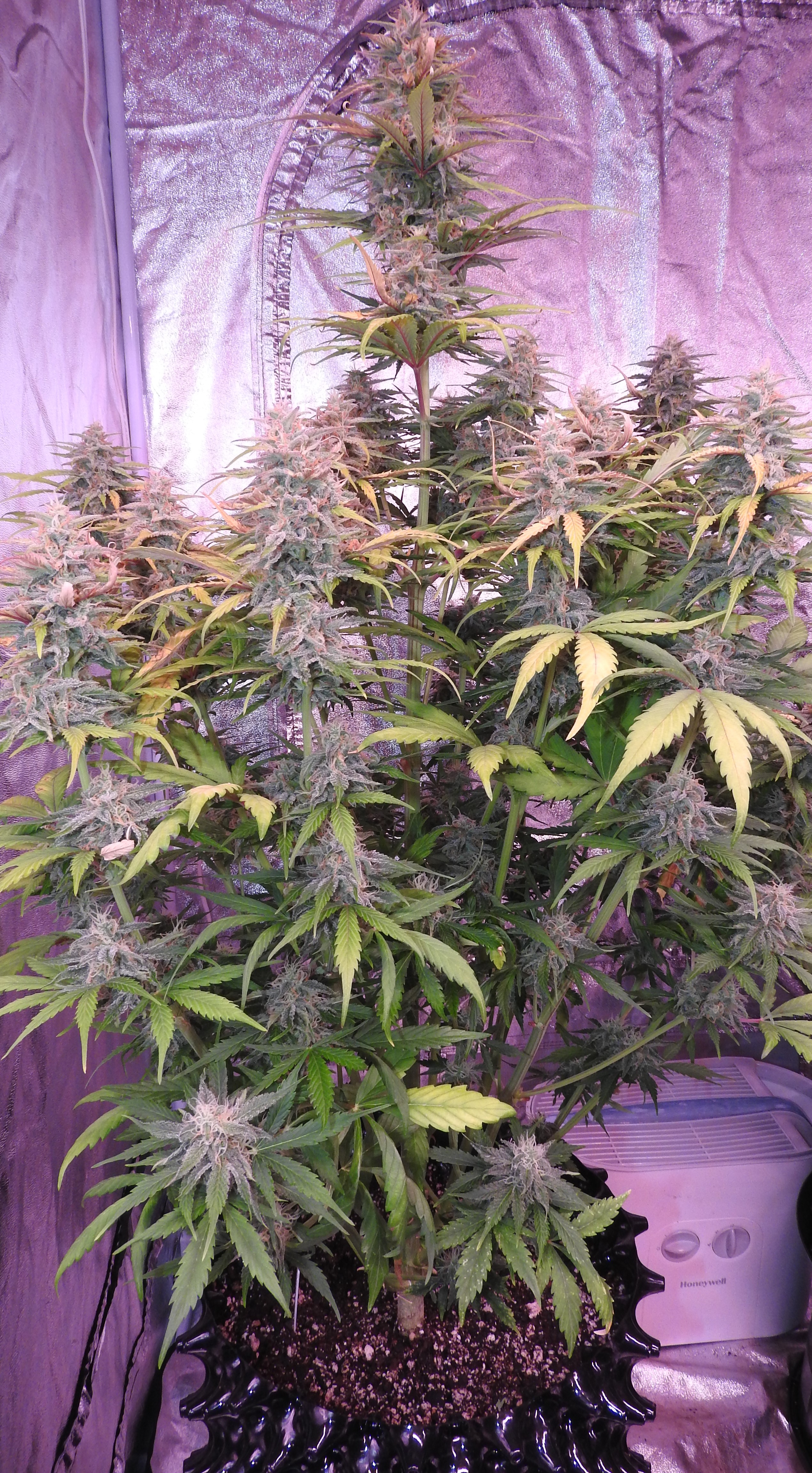 Blue02.day58