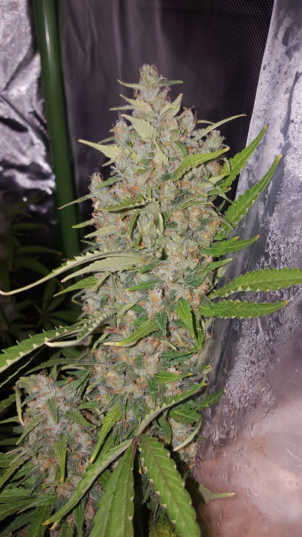 Bubba Kush day 65