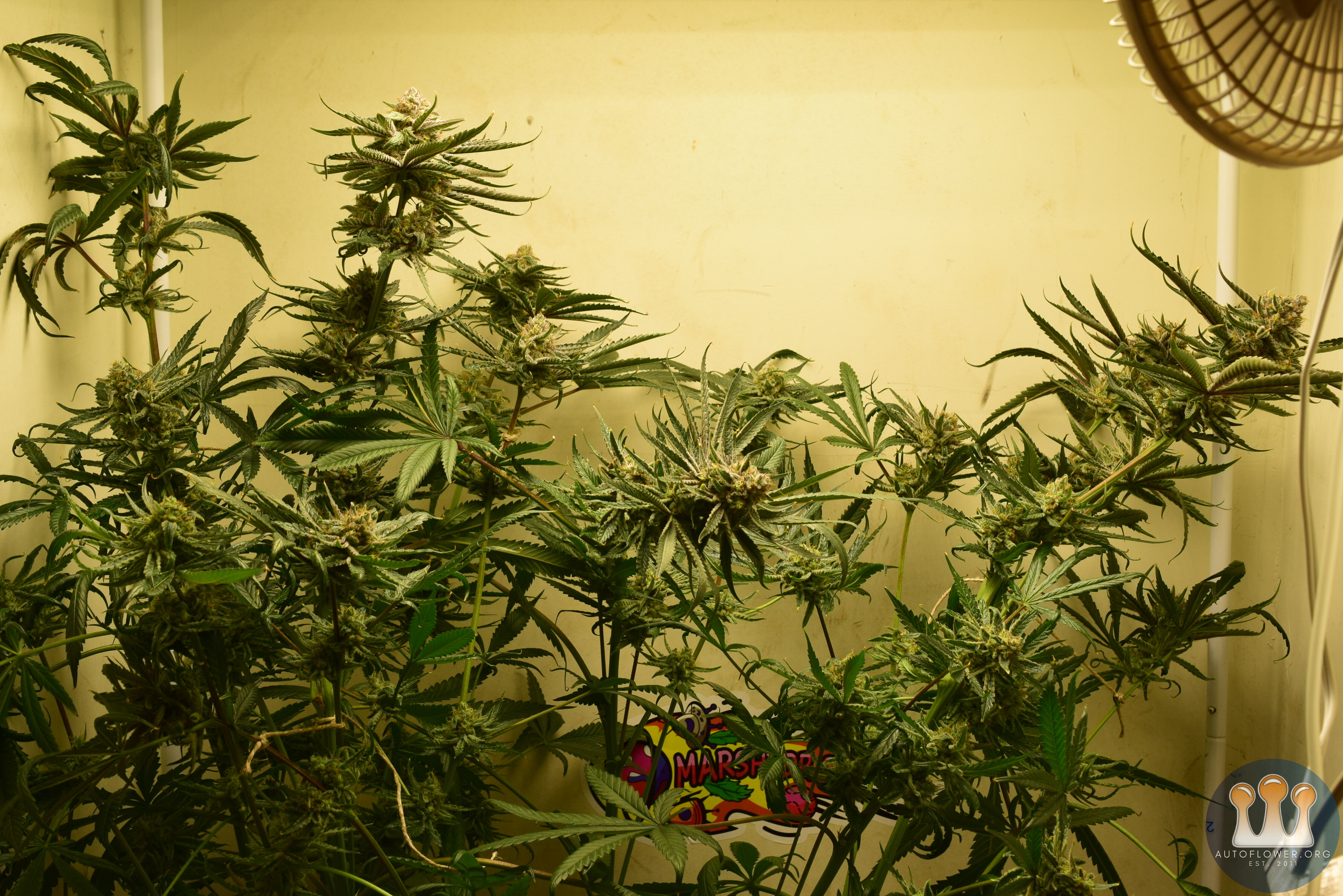 CC #1 Day 54 Flower