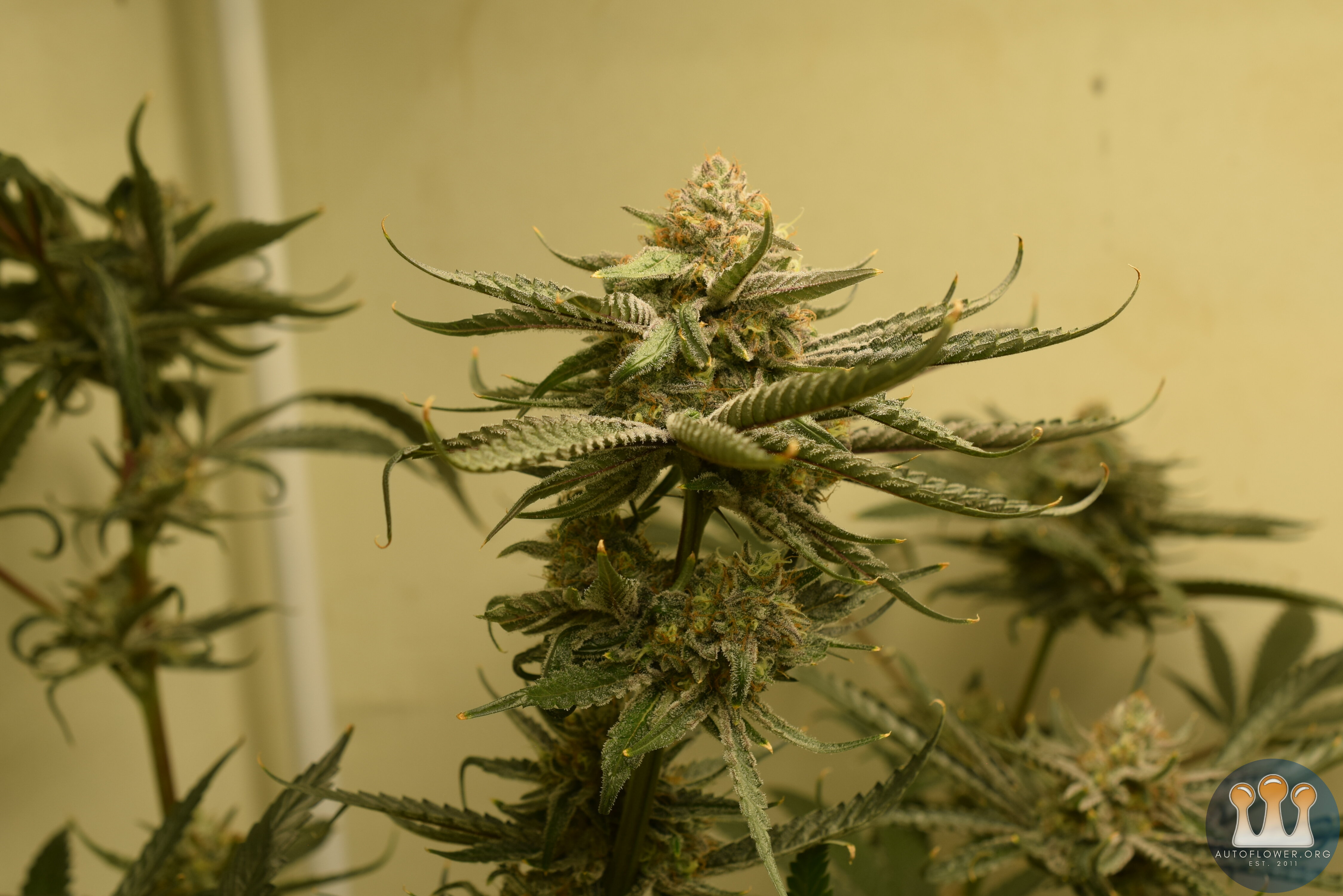 CC#1 Day 54 Flower