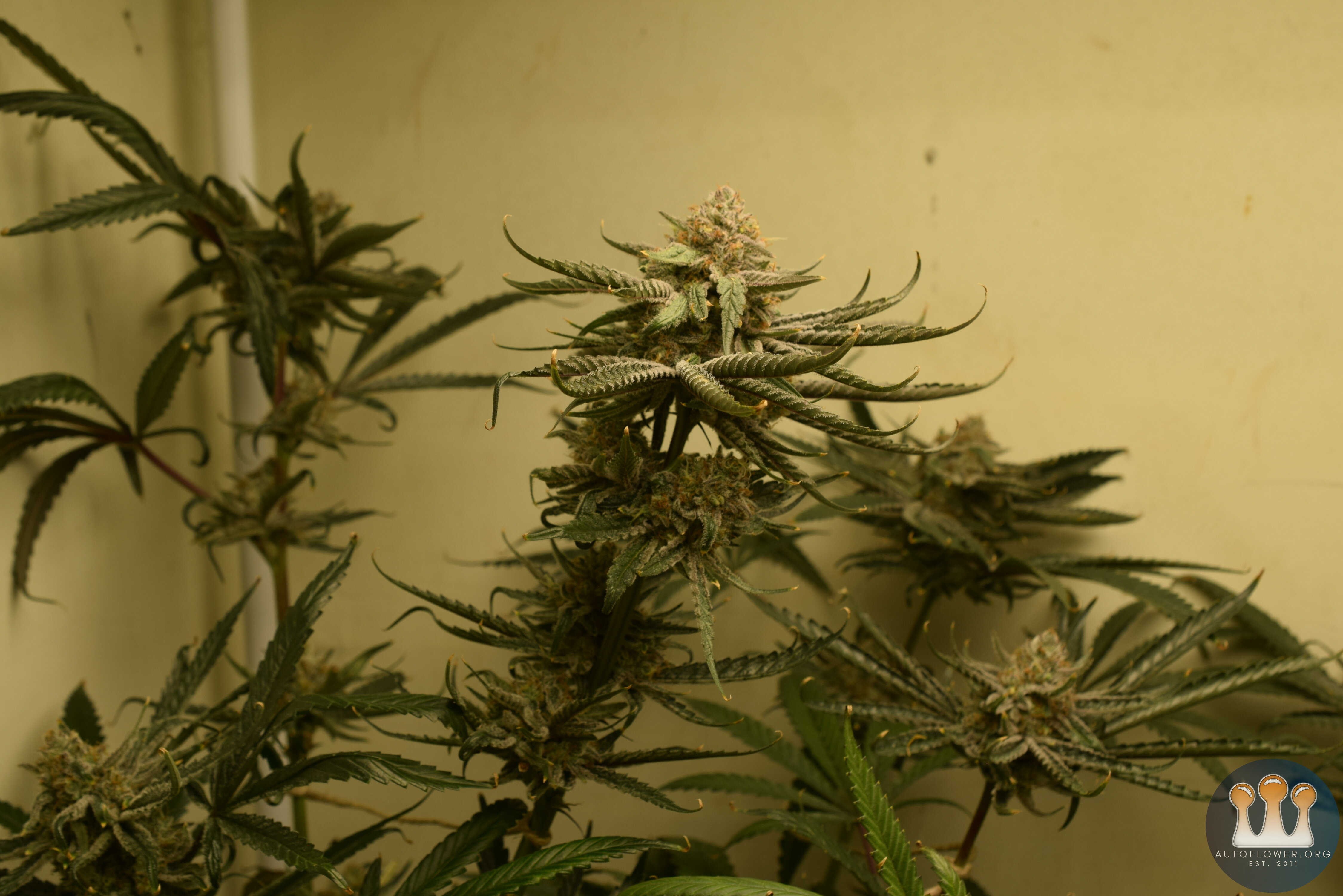 CC#1 Day 58 Flower Harvest