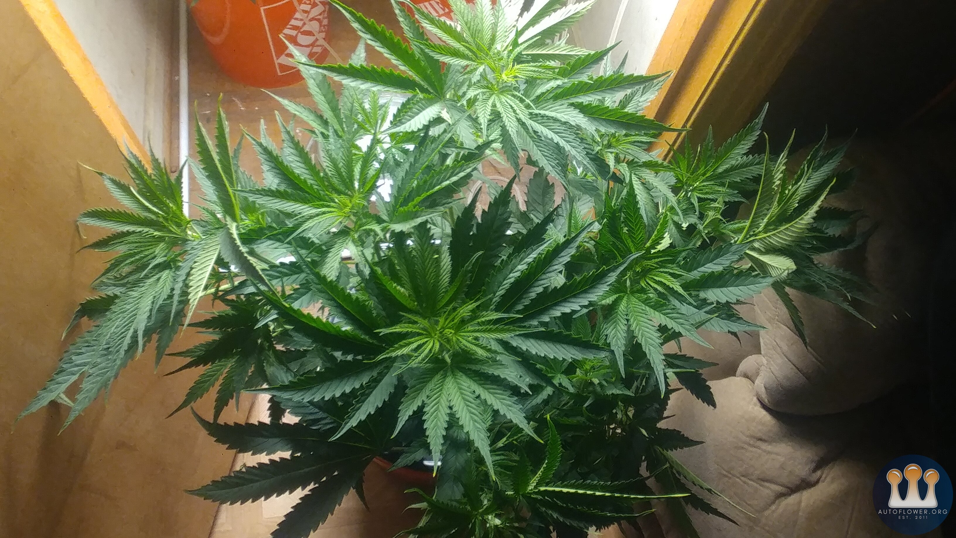 Chem #1 Day 9 Flower