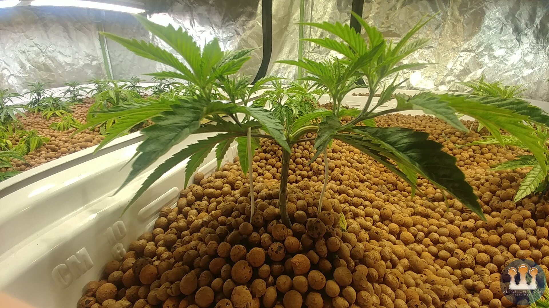 Chemdawg #1 Clones