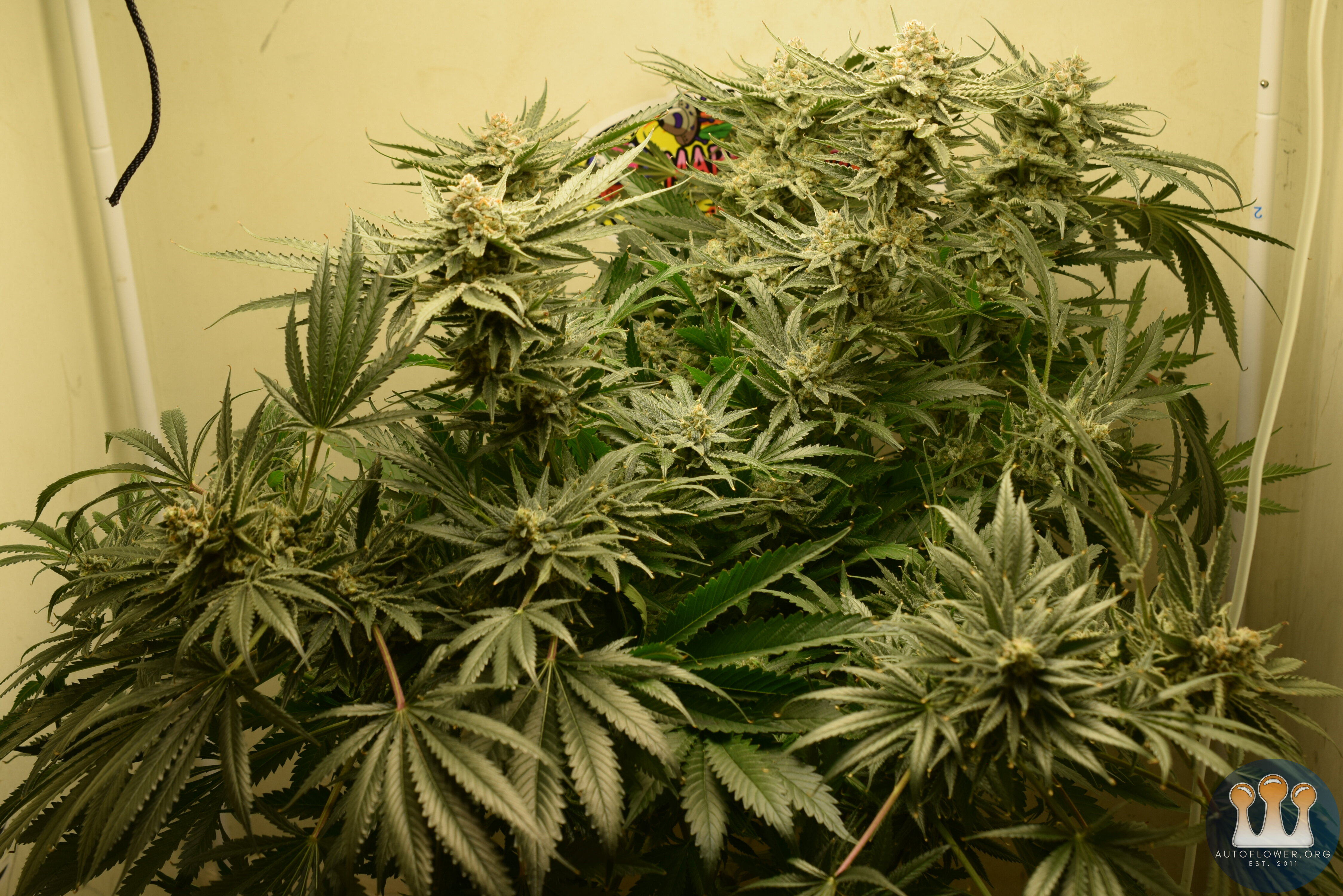 Chemdawg #1 Day 57 Flower