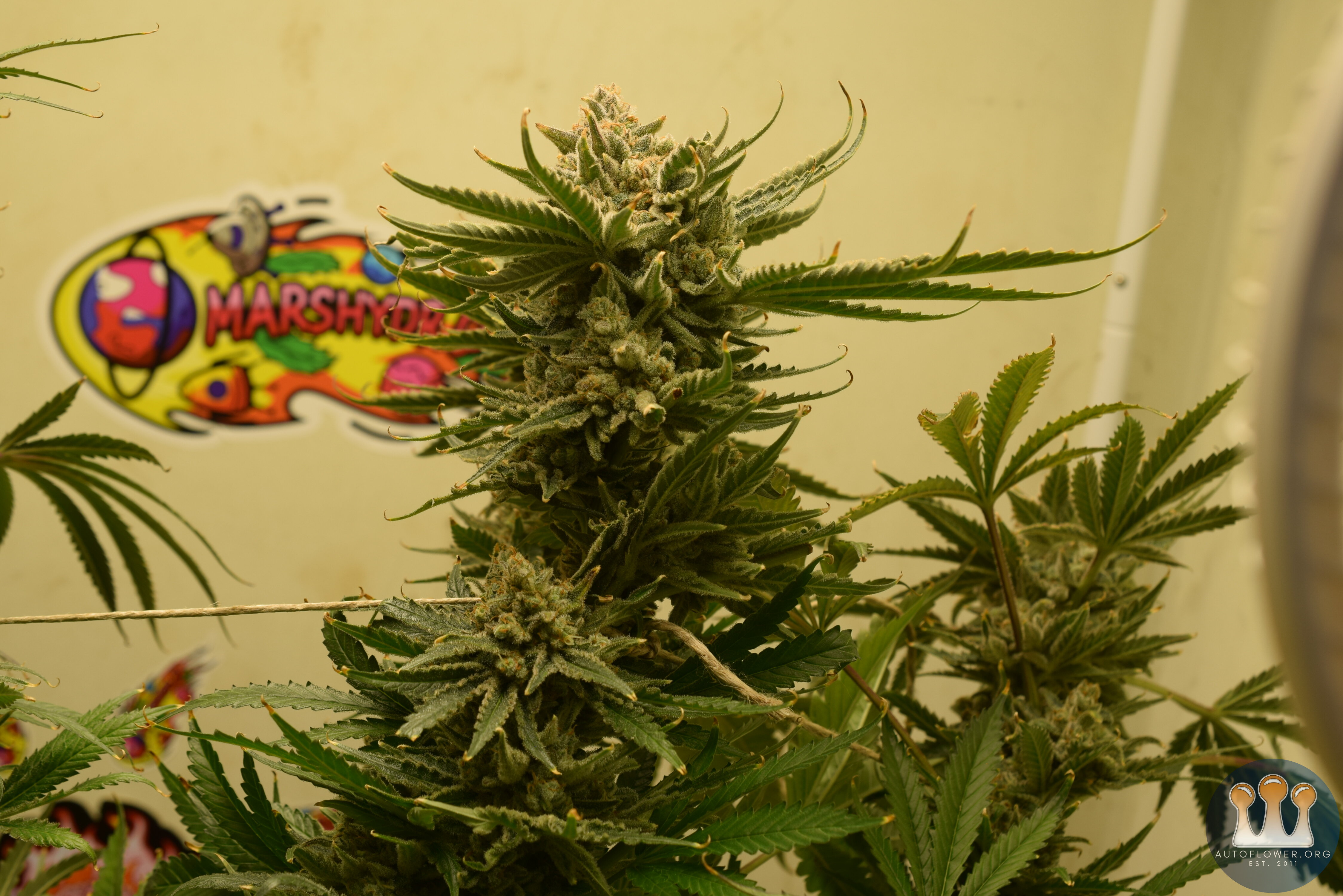 Chemdawg #1 Day 68 Harvest