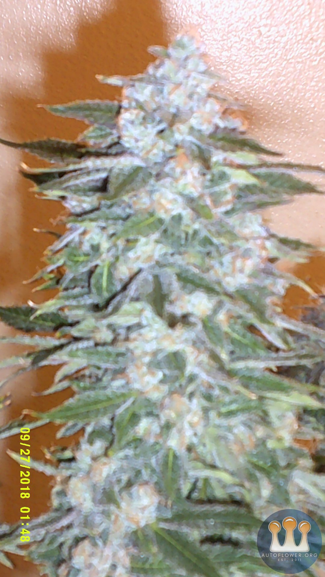 chemdogging main cola closeup