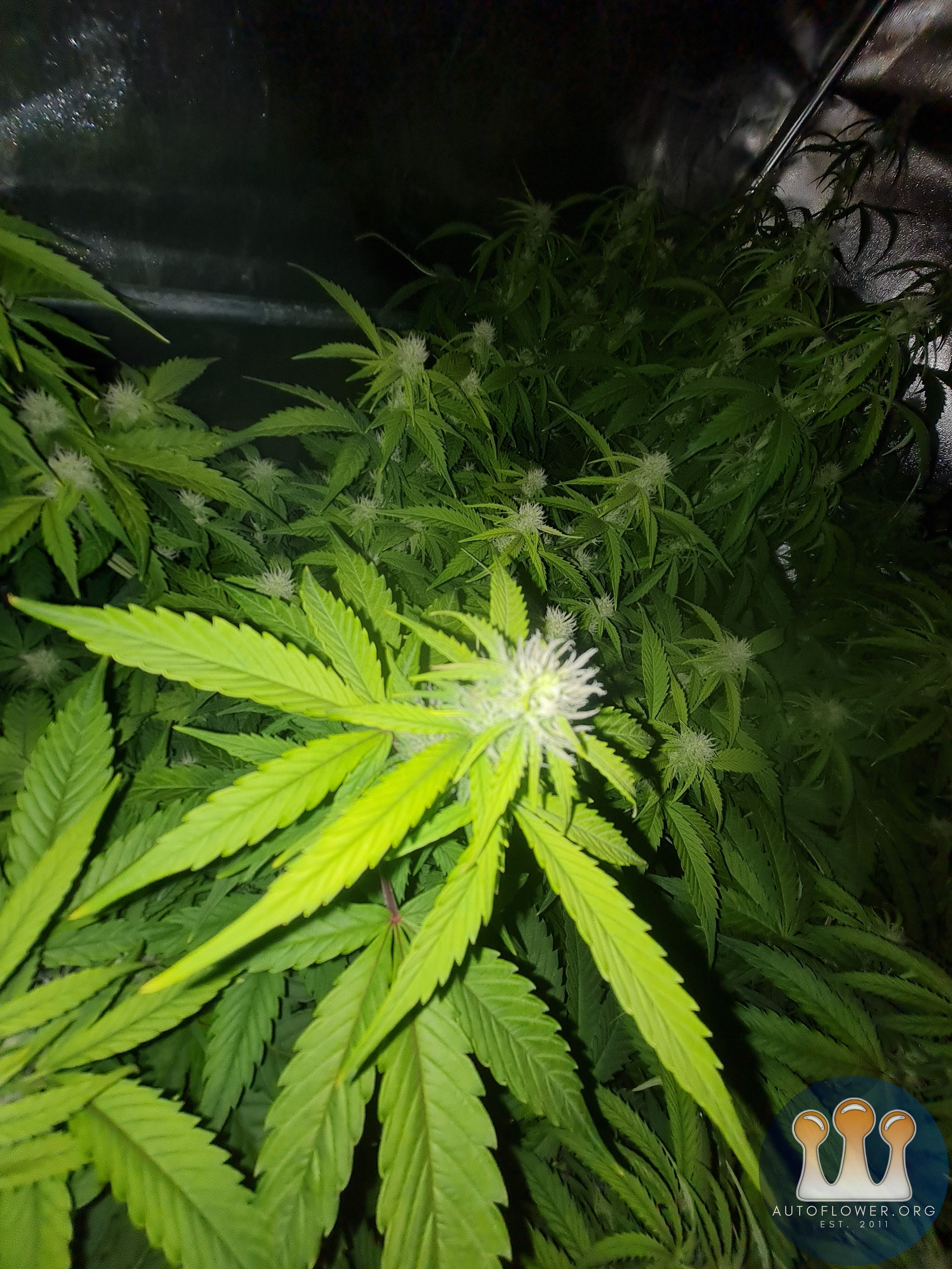 Cinderella jack Auto