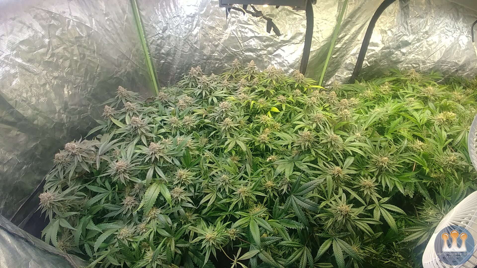 Clones Day 51