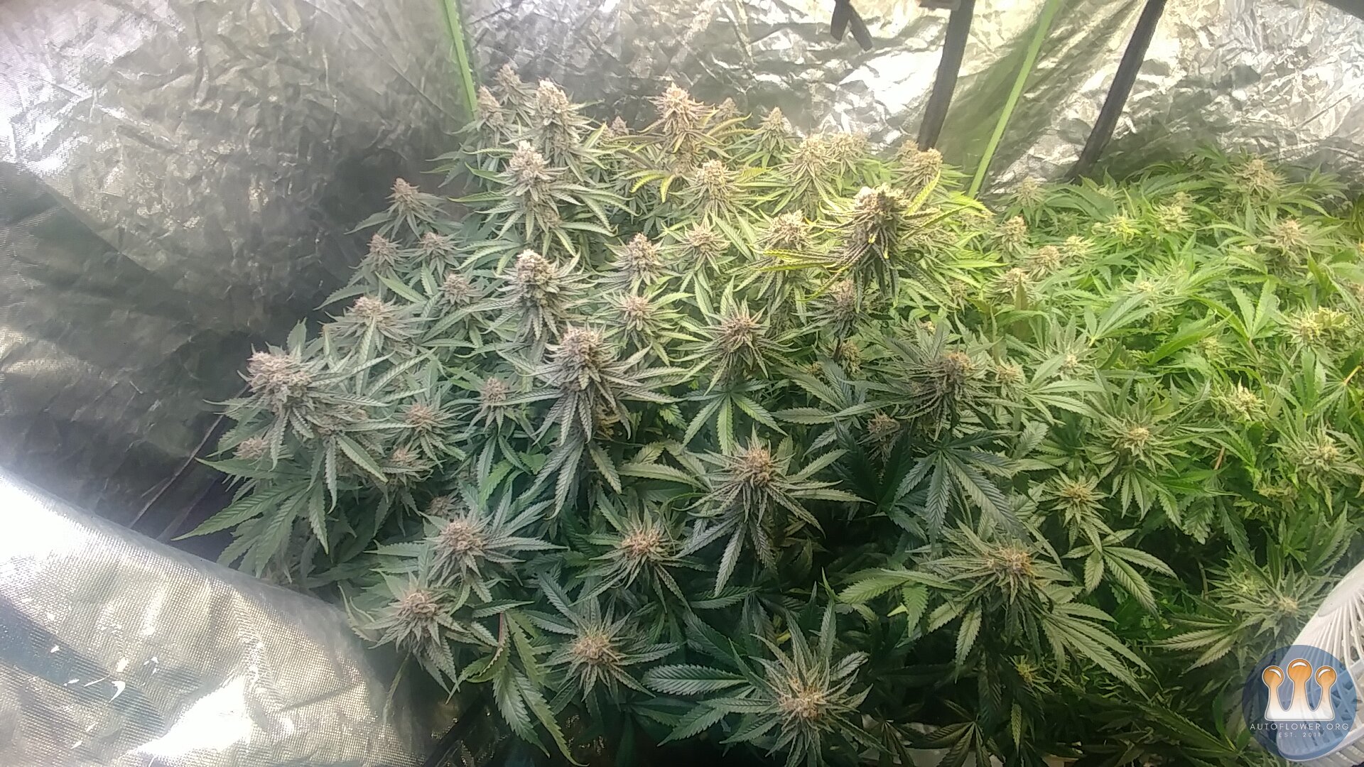 Clones Harvest day 51