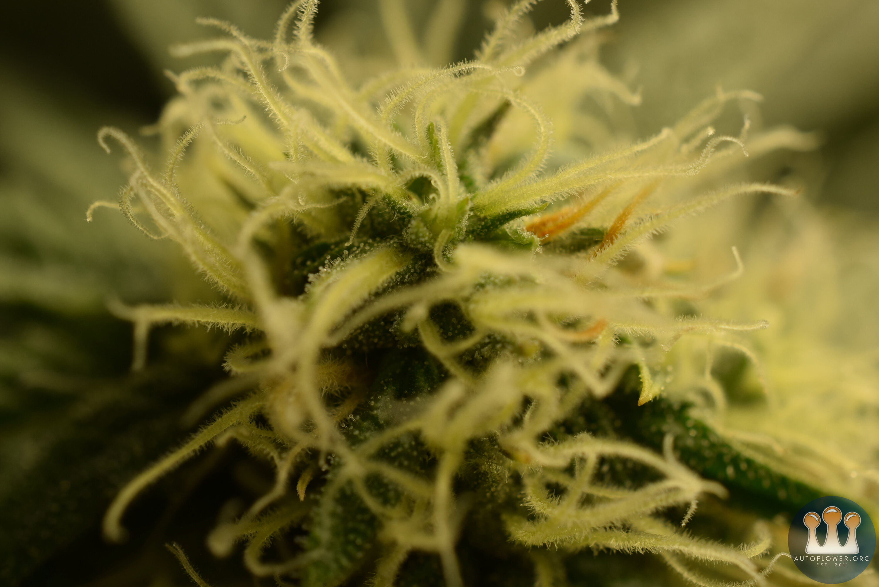 Cloud Candy Day 31 Flower