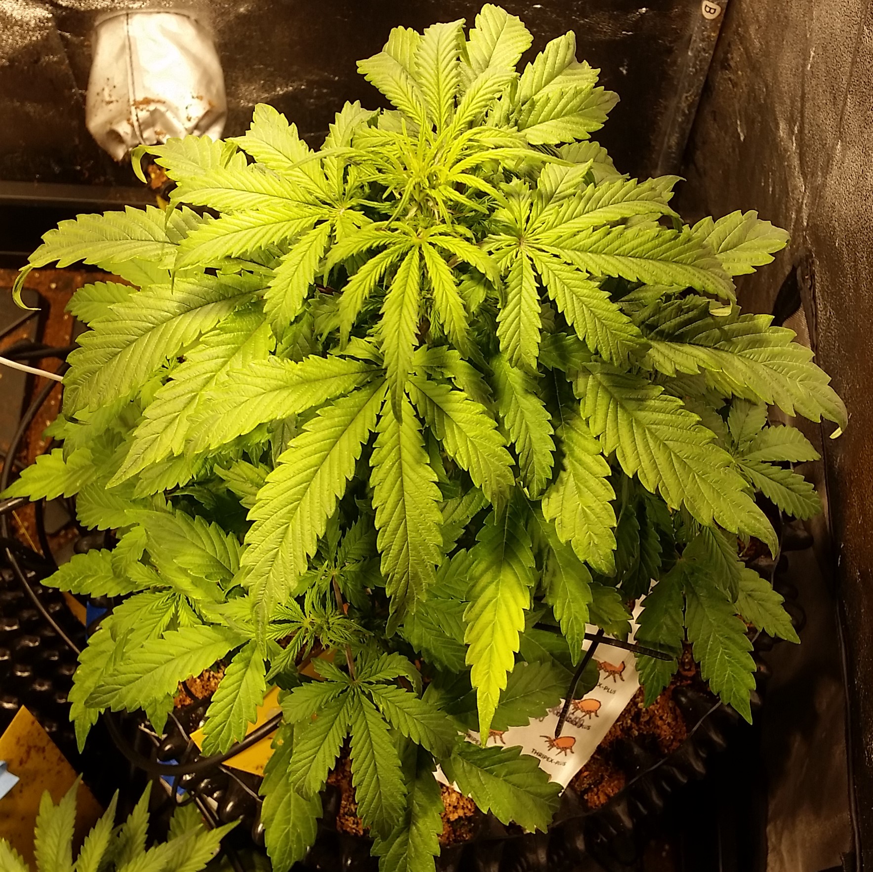 COB60 Led grow