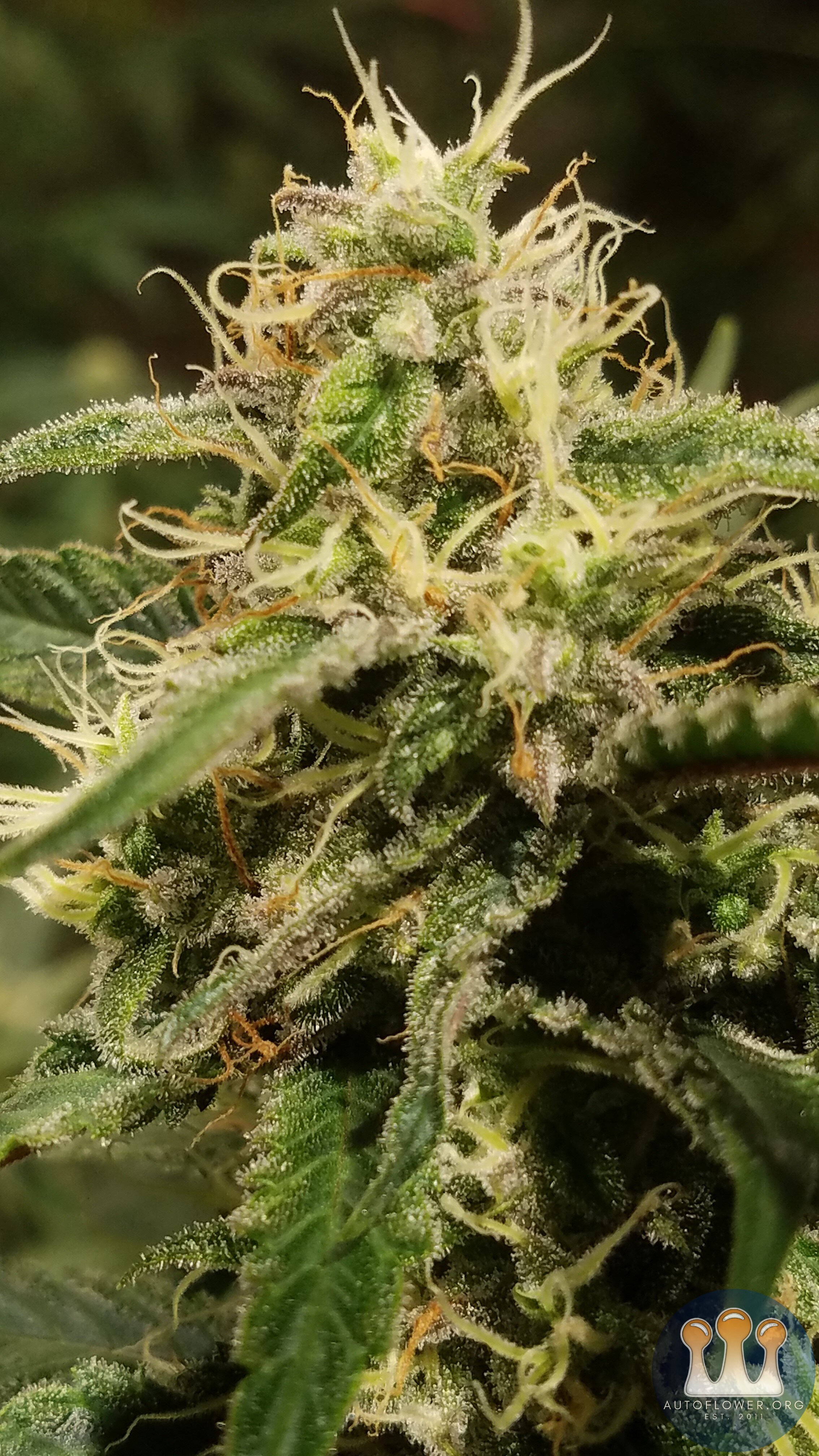 Cream Cookies - Day 62