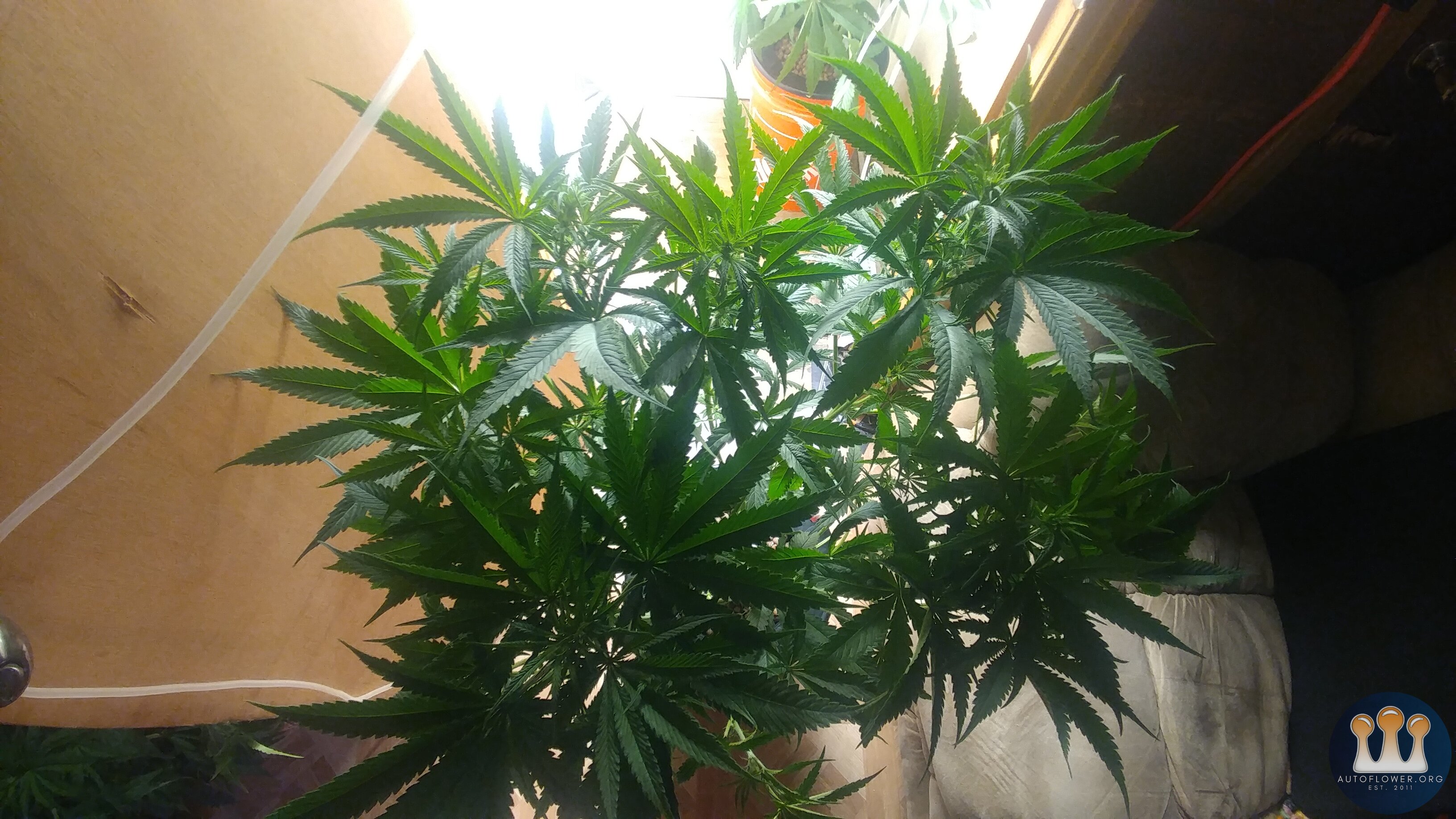 Day 14 Flower CC#1