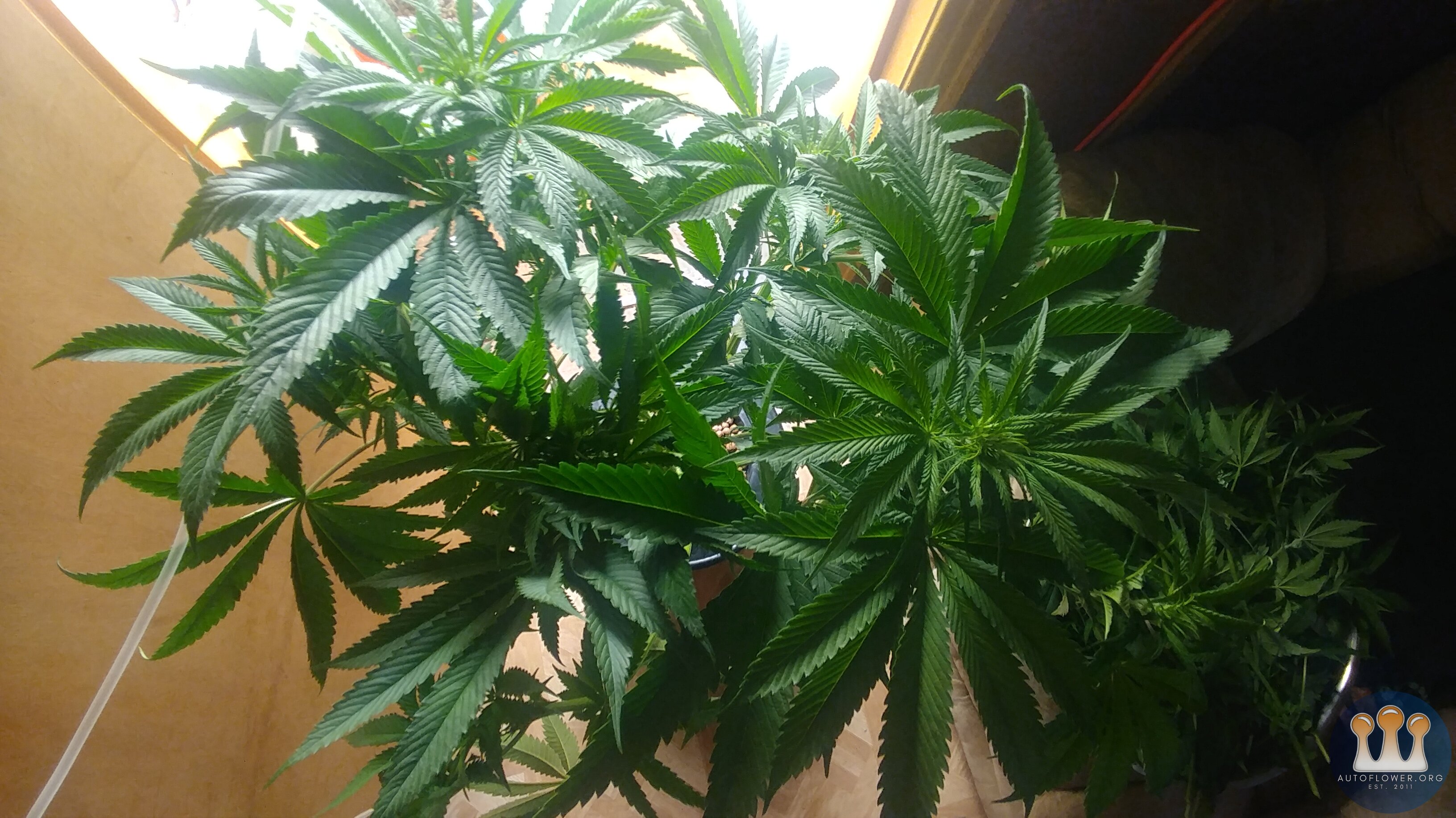 Day 14 Flower CC#2