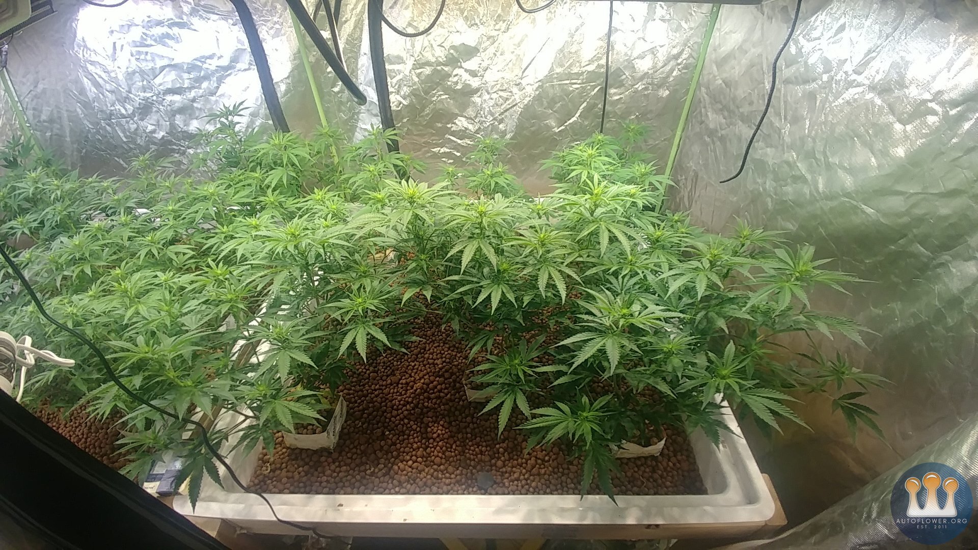 Day 14 Flower