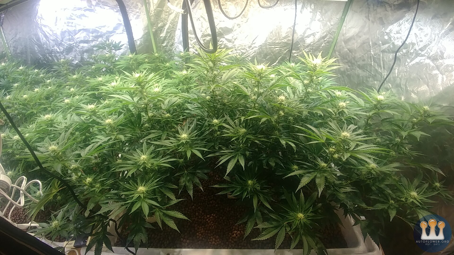 Day 21 Flower