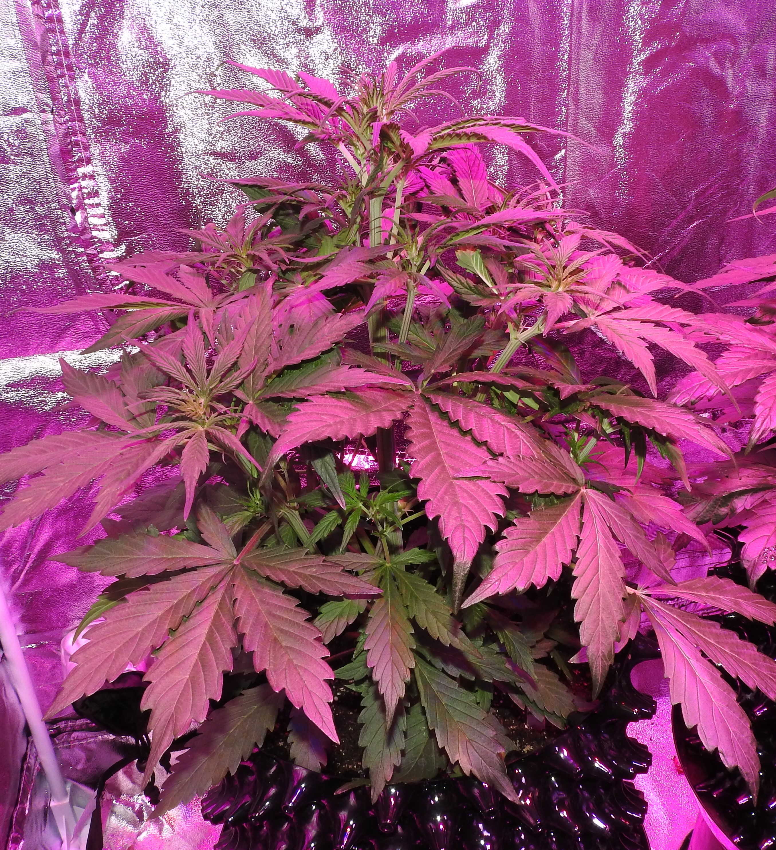 Day 28 BlueTooF (Comp)