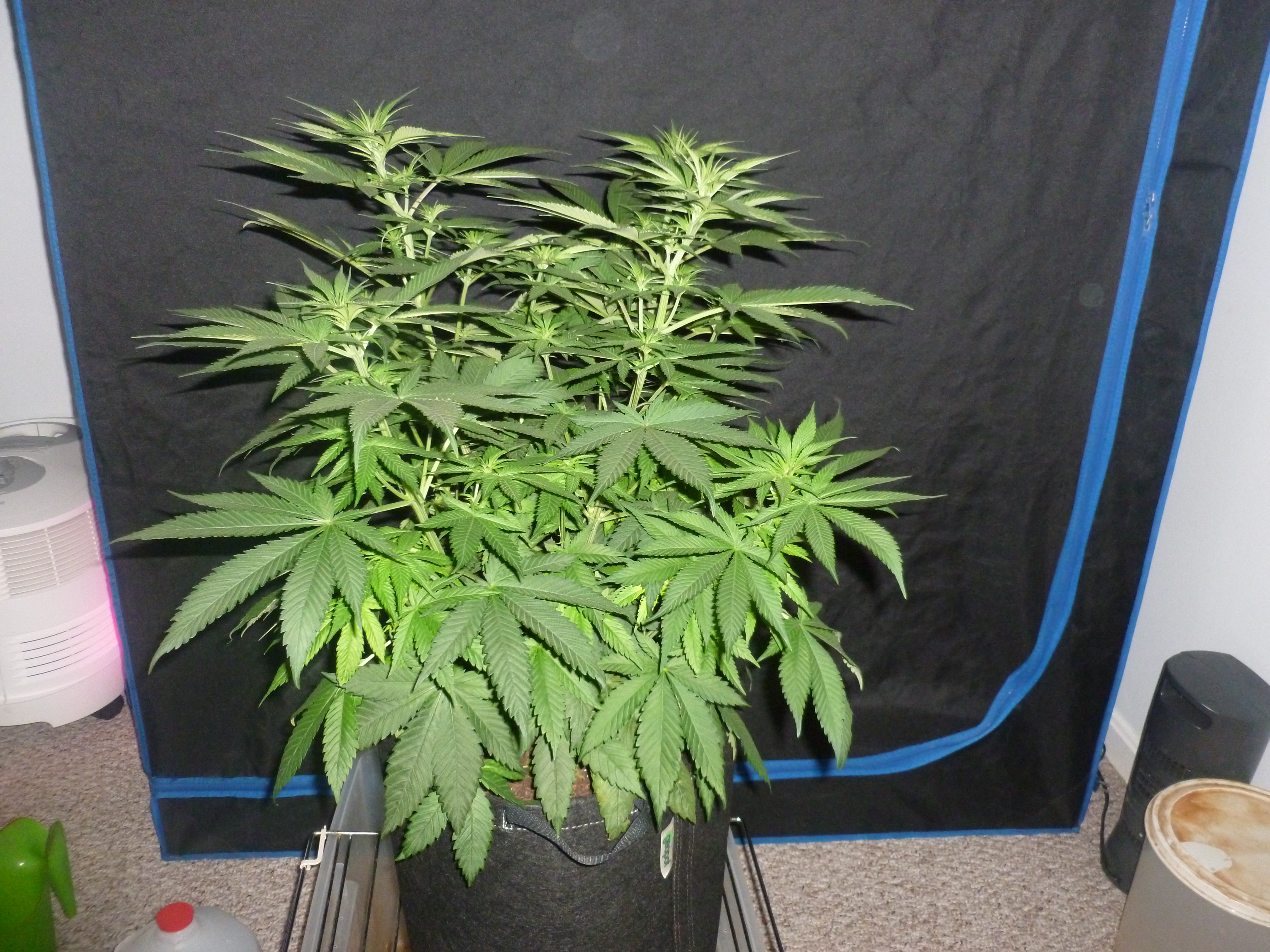 Day 40 Sweet Cheese