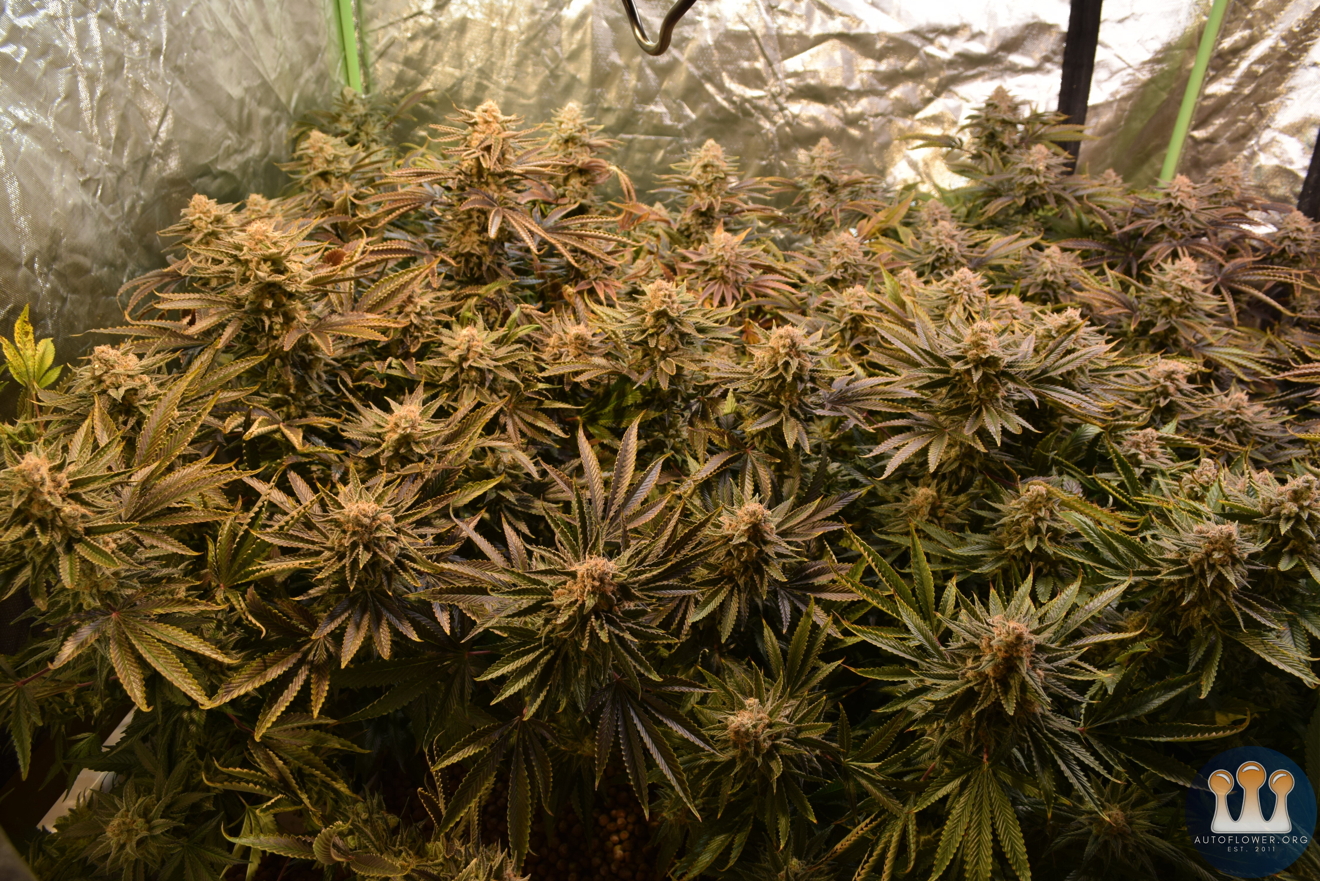 Day 64 Flower