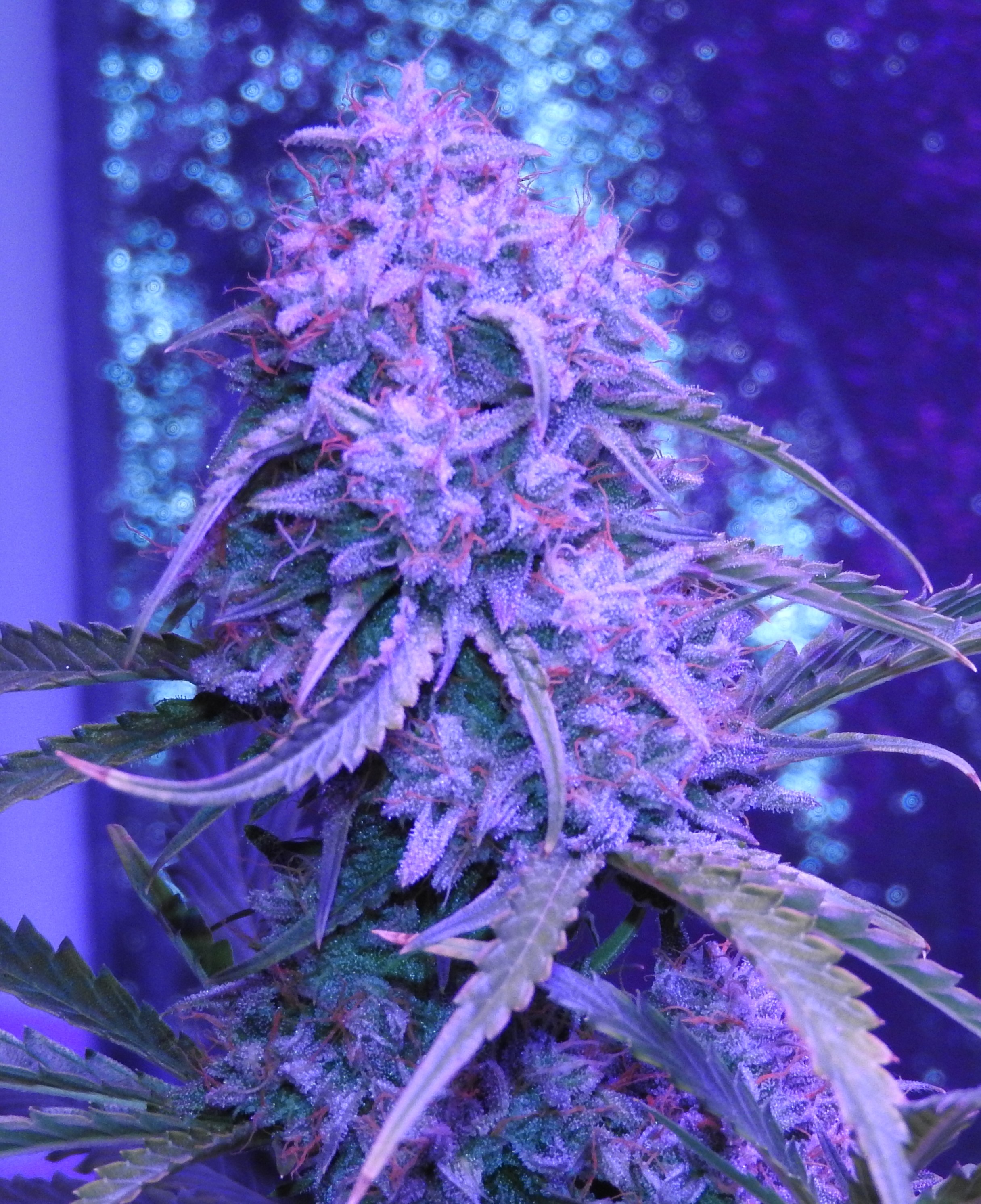 Day 65 Cola