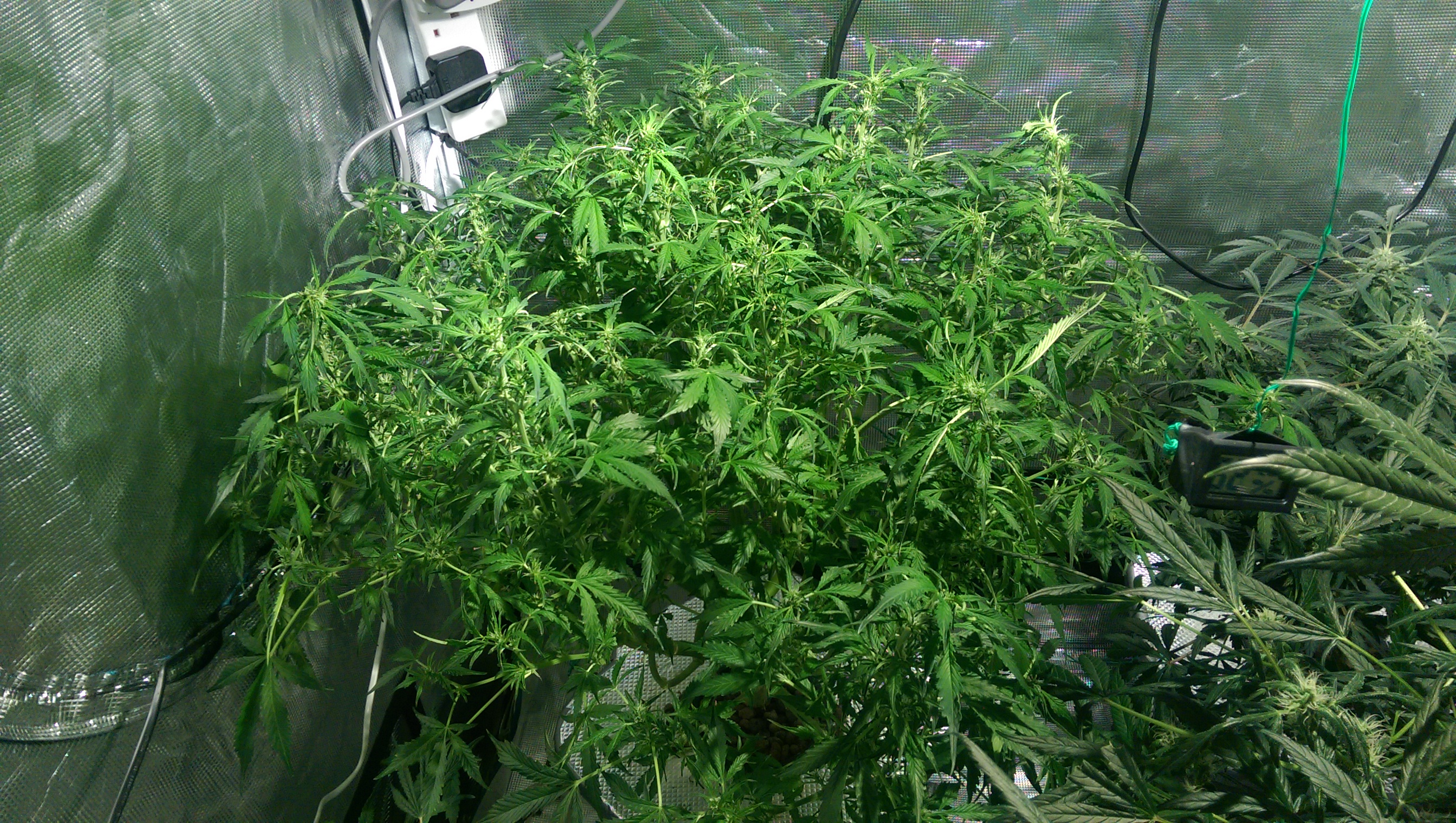 Day 70 - after Defoliation